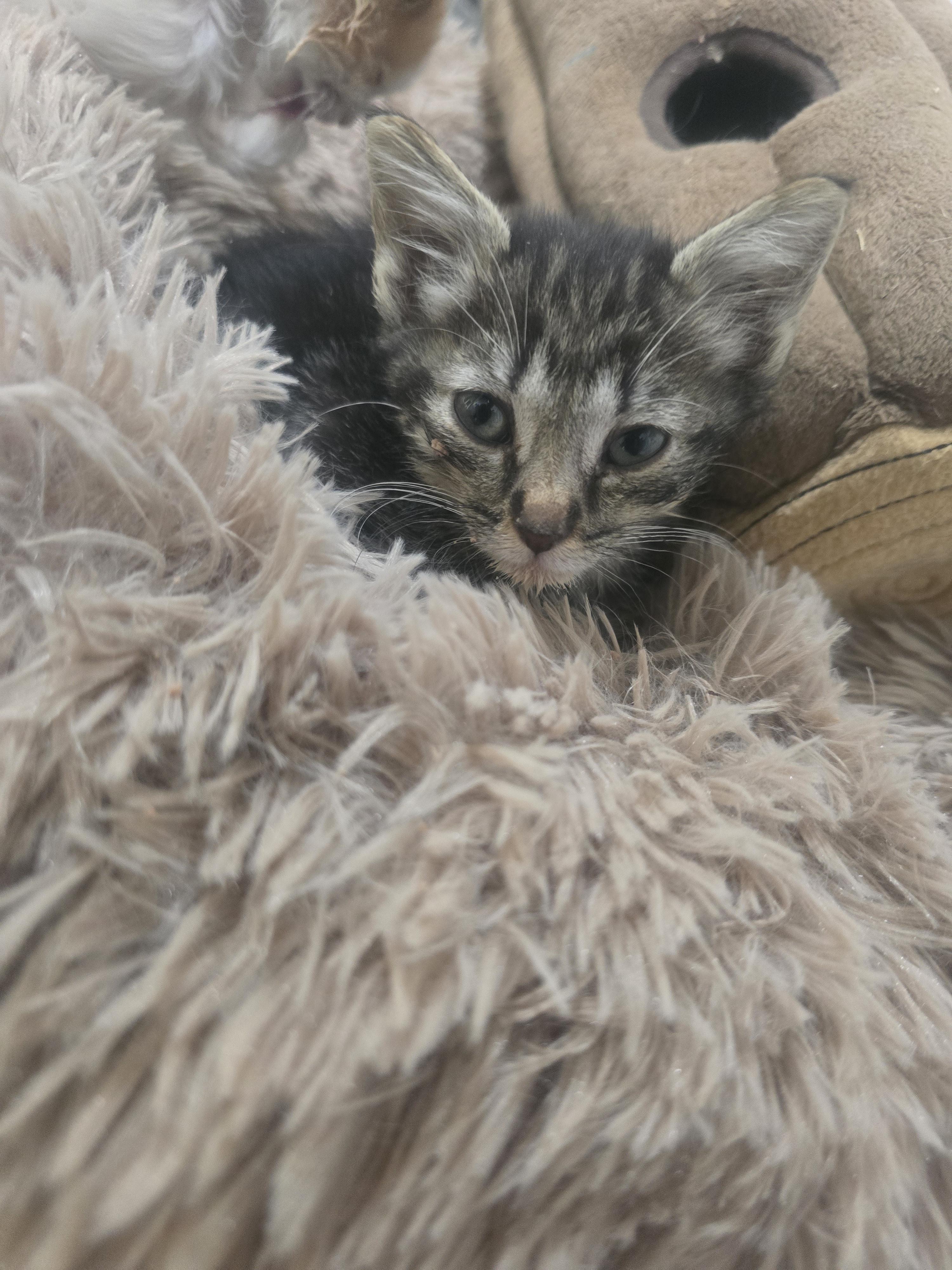 Enlarge Clover, a ADOPTABLE Domestic Medium Hair in Globe, AZ image 1/1