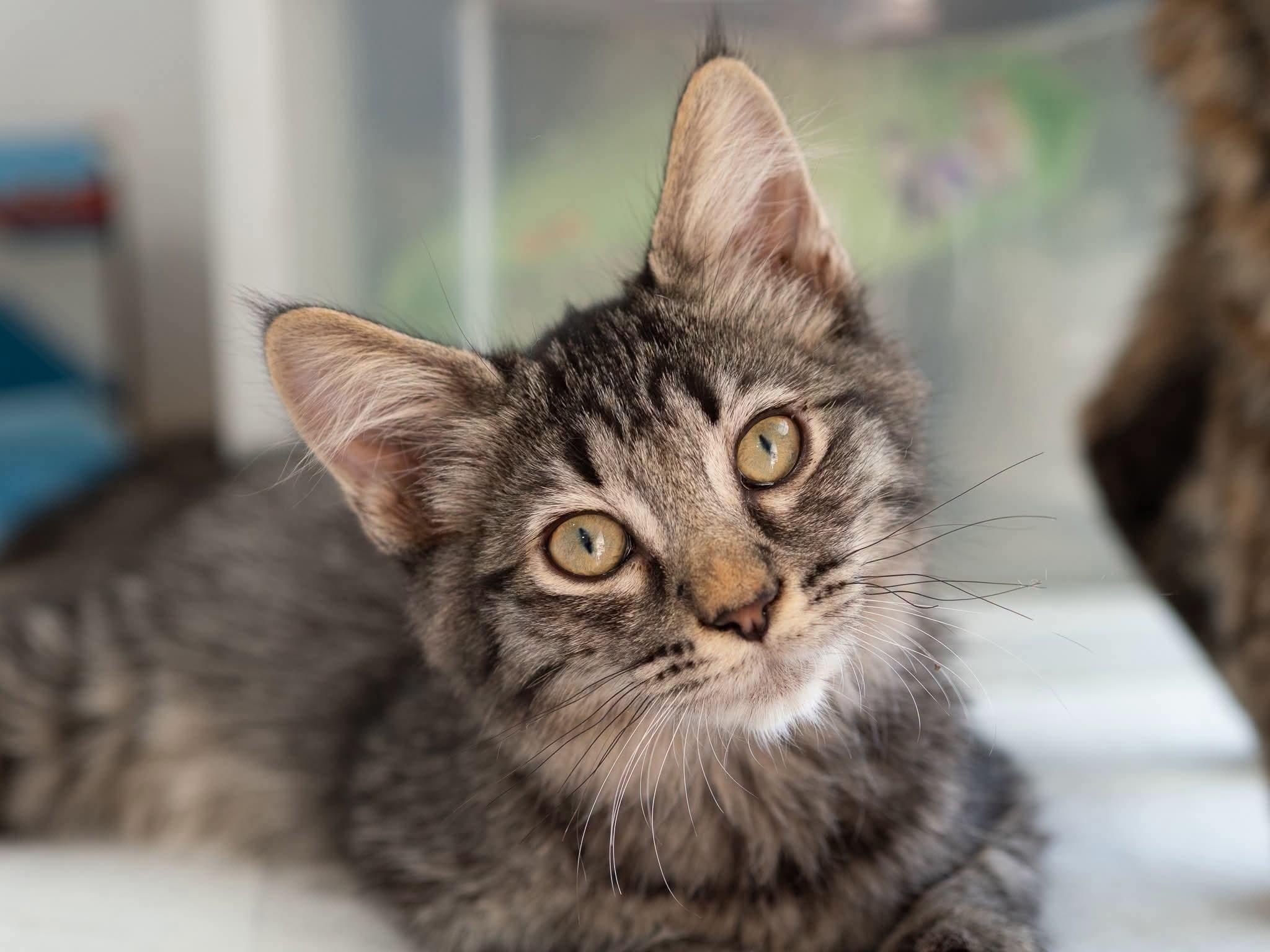 Enlarge Clover, a Adoptable Domestic Medium Hair in Globe, AZ image 1/1