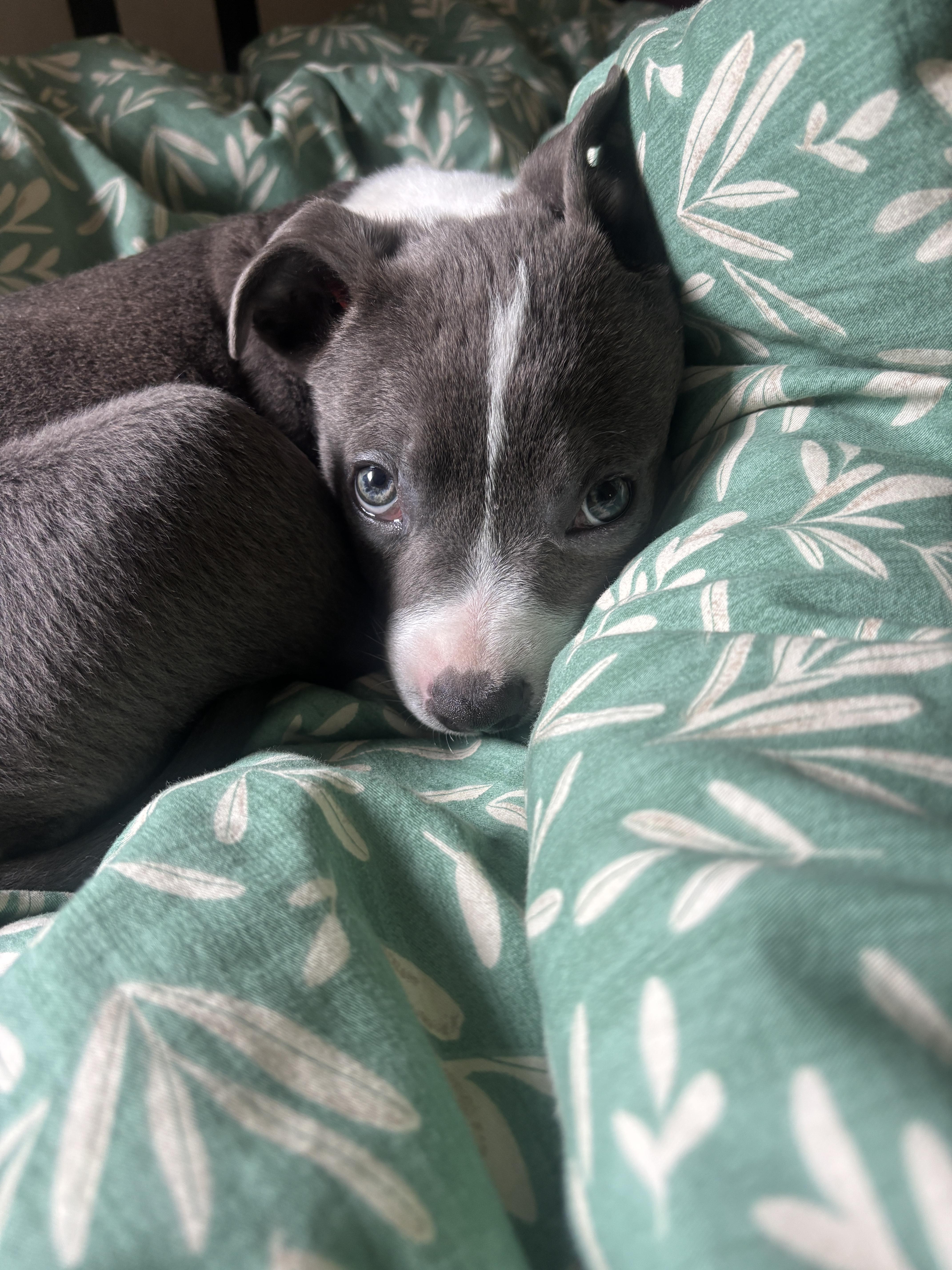 Enlarge Mini-Blue, a Adoptable Pit Bull Terrier in Hermosa Beach, CA image 2/2
