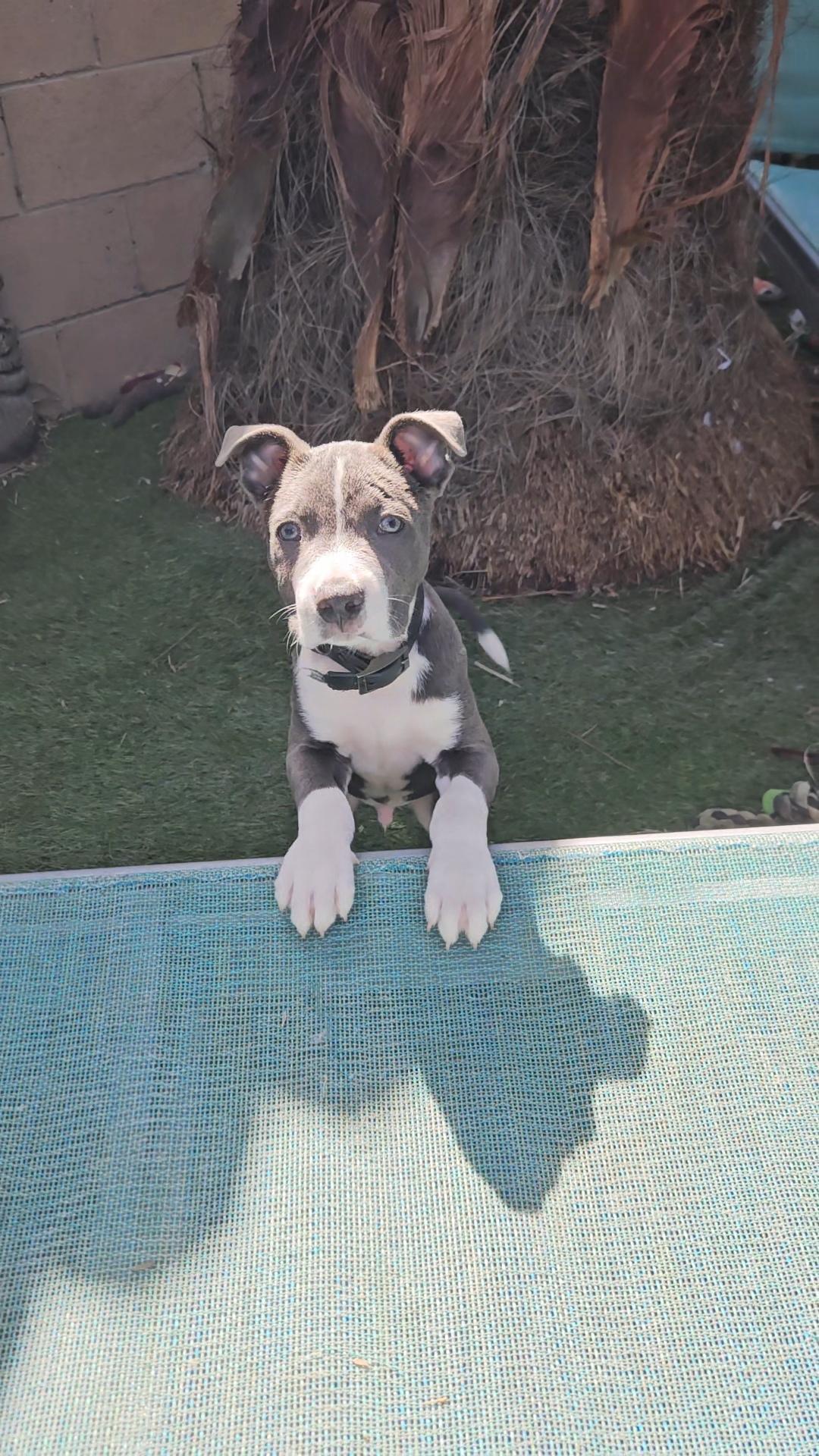 Mini-Blue, Adoptable, Young Male Pit Bull Terrier & American Staffordshire Terrier.