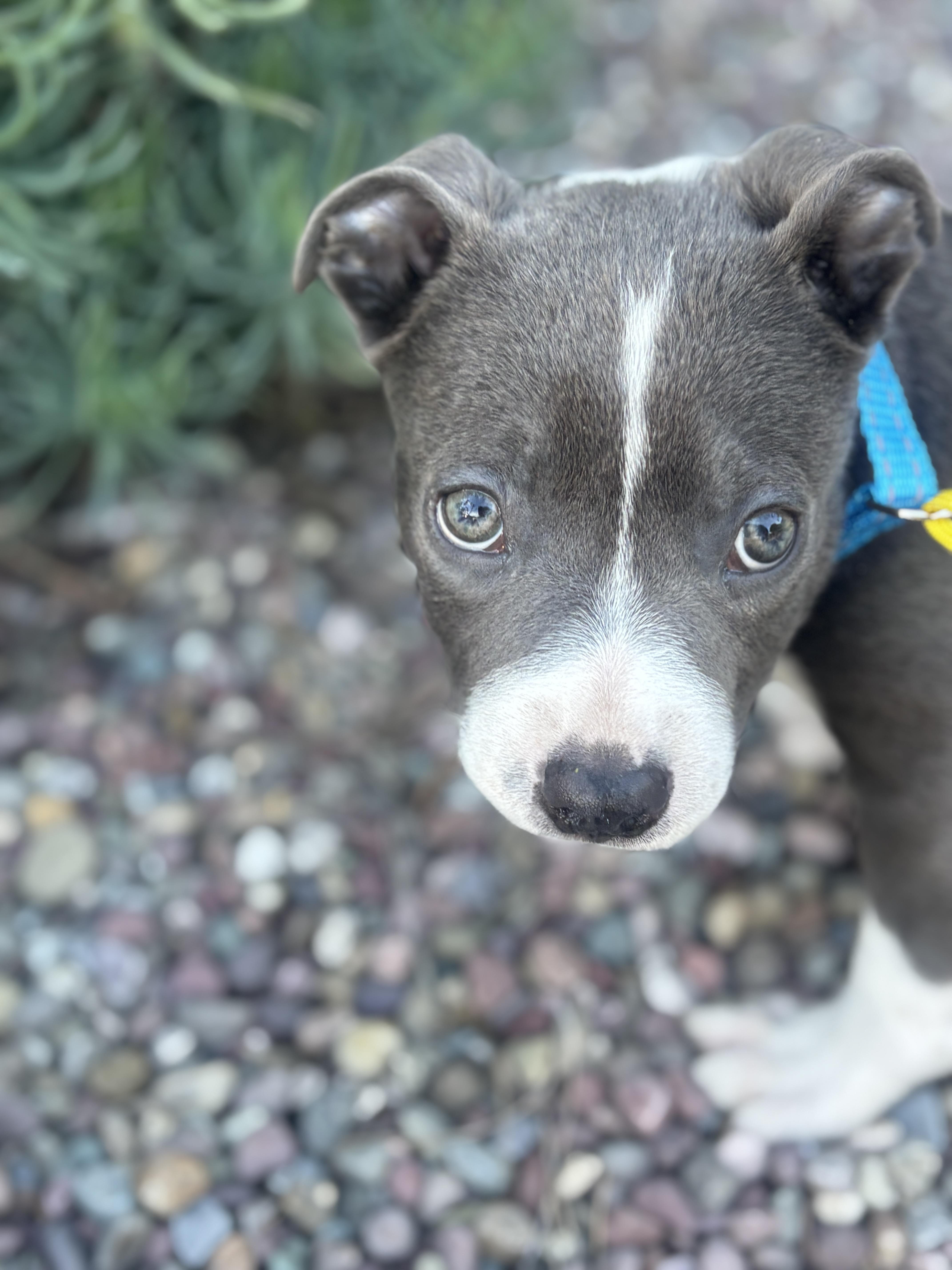 Mini-Blue, Adoptable, Young Male Pit Bull Terrier.