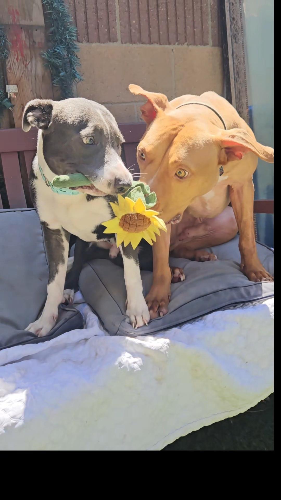 Enlarge Mini-Blue, a Adoptable mixed breed in Huntington Beach, CA image 2/4