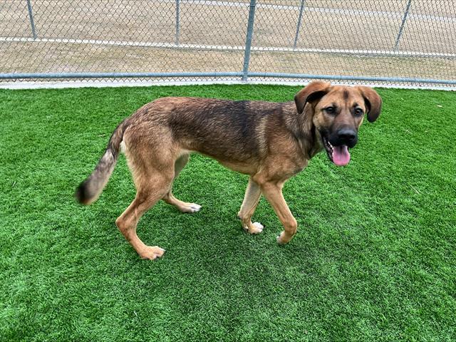 TAYLOR SNIFF, Adoptable, Young Female German Shepherd Dog & Mixed Breed.