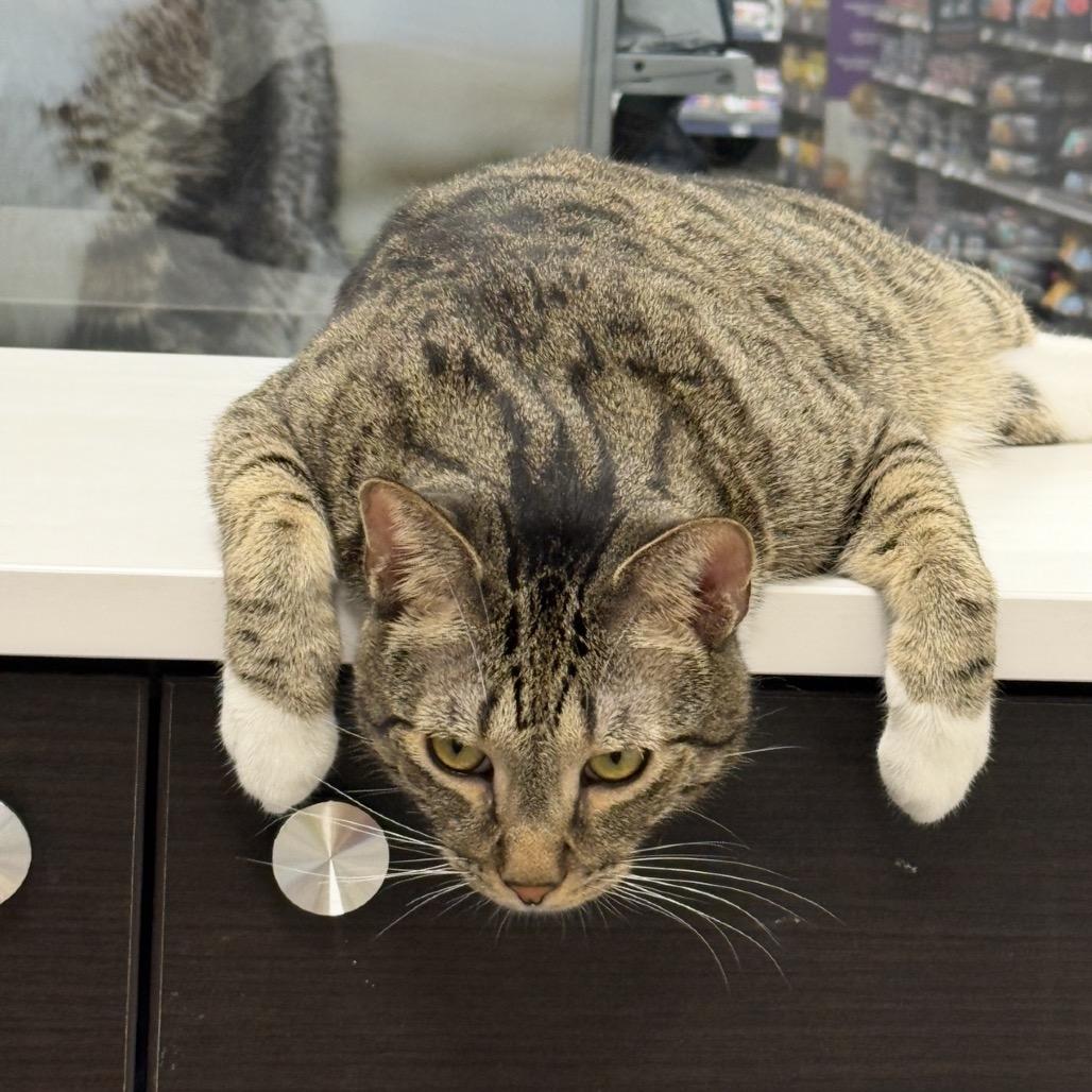 Enlarge Olivia, a Adoptable Domestic Short Hair in Hemet, CA image 2/6