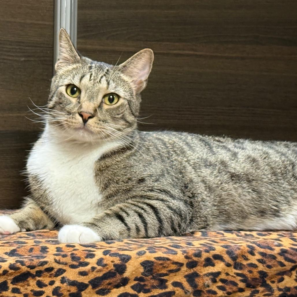 Enlarge Olivia, a Adoptable Domestic Short Hair in Hemet, CA image 3/6