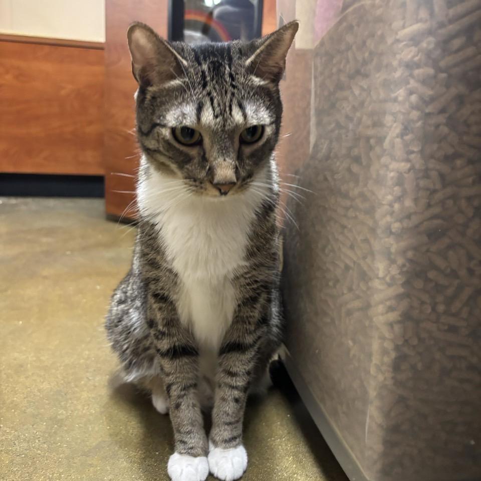 Enlarge Olivia, a Adoptable Domestic Short Hair in Hemet, CA image 3/6