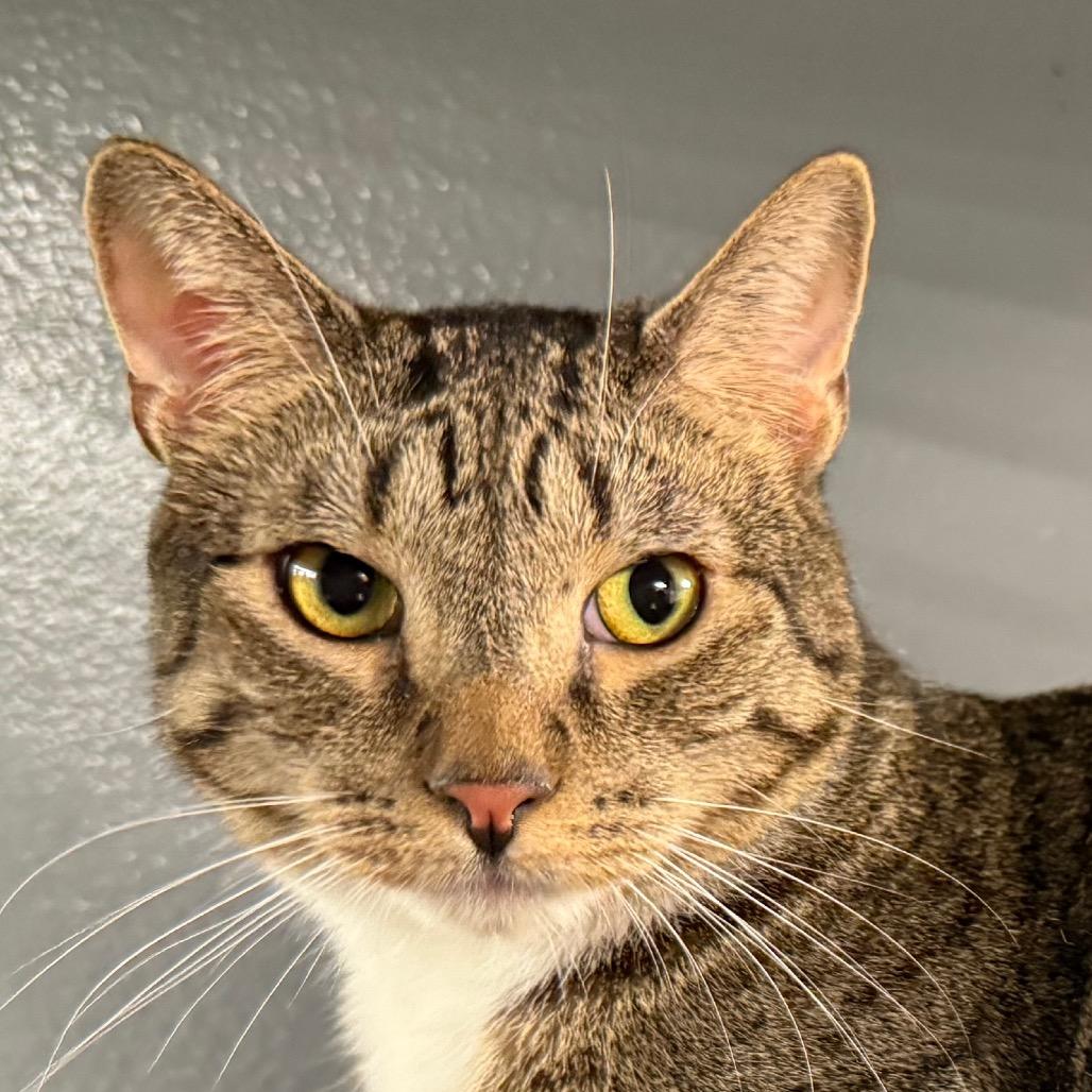 Enlarge Olivia, a Adoptable Domestic Short Hair in Hemet, CA image 4/6