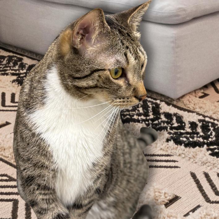 Enlarge Olivia, a Adoptable Domestic Short Hair in Hemet, CA image 5/6