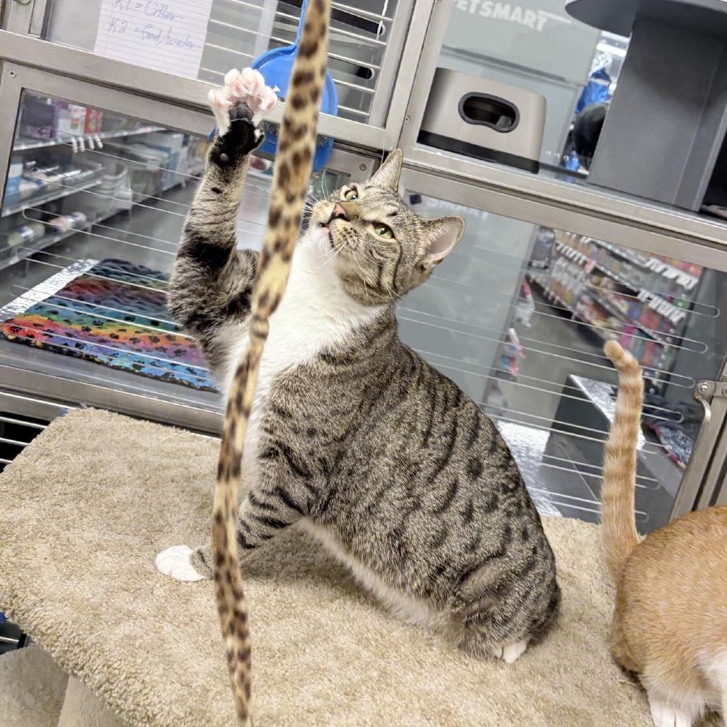 Enlarge Olivia, a Adoptable Domestic Short Hair in Hemet, CA image 6/6