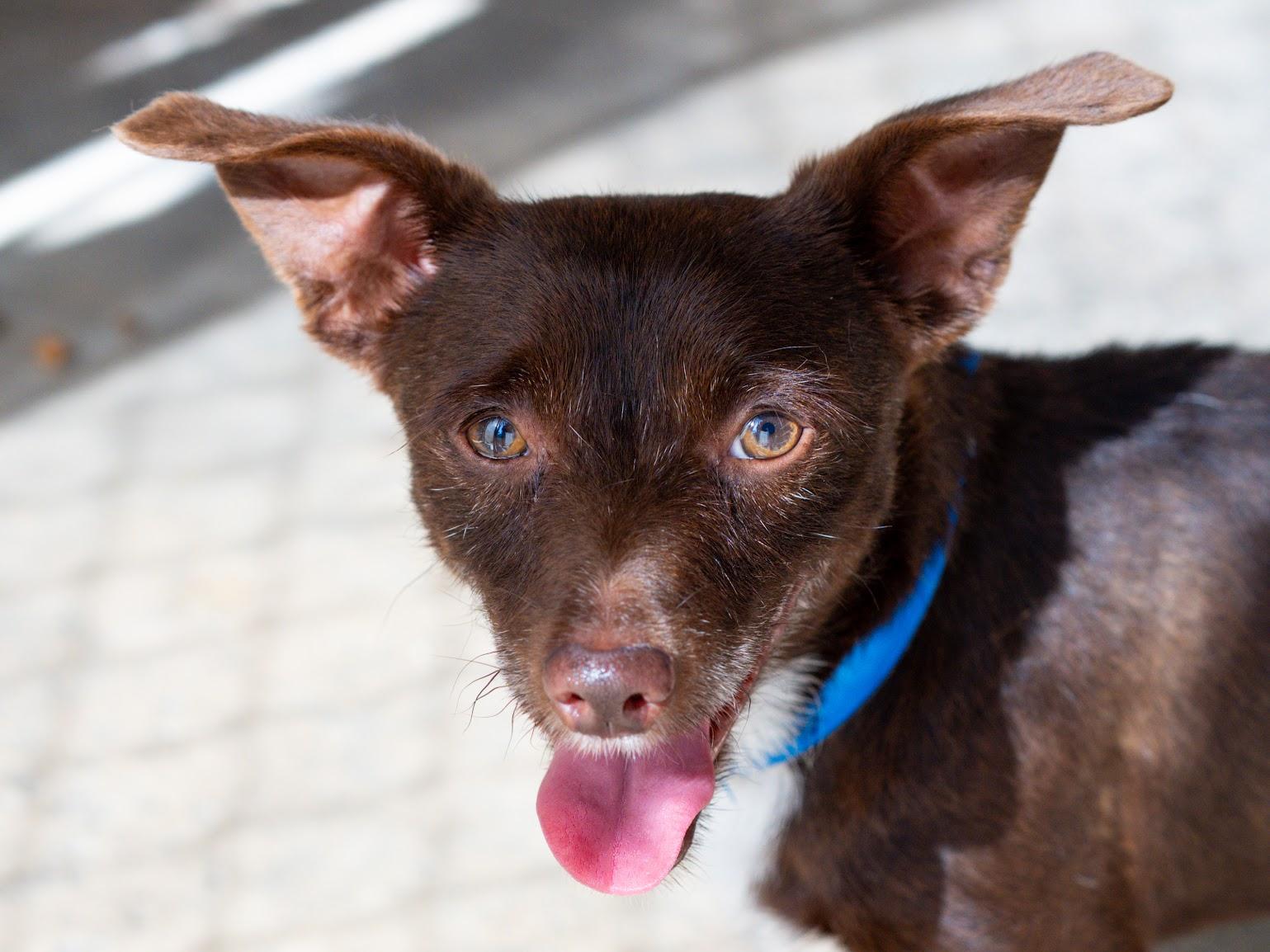 OLIVER, Adoptable, Senior Male Chihuahua.