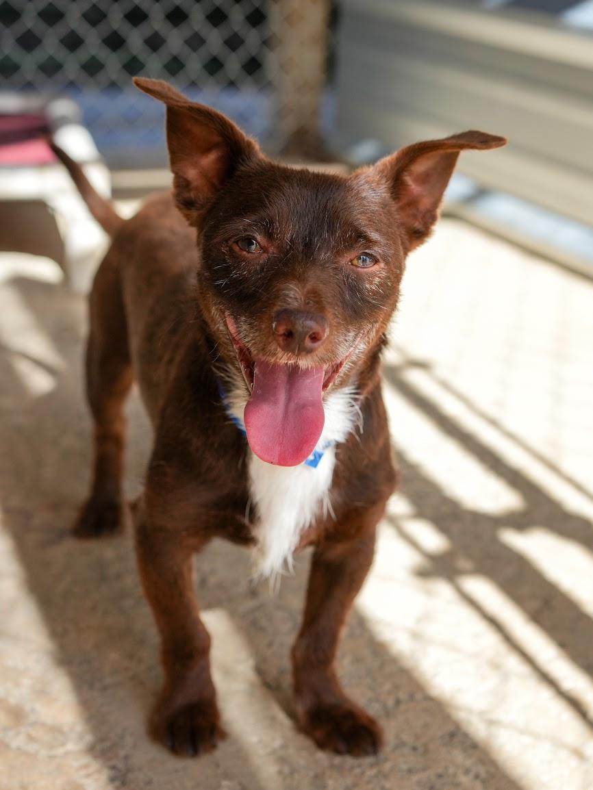 OLIVER, a Adoptable mixed breed in Fresno, CA image 6/6