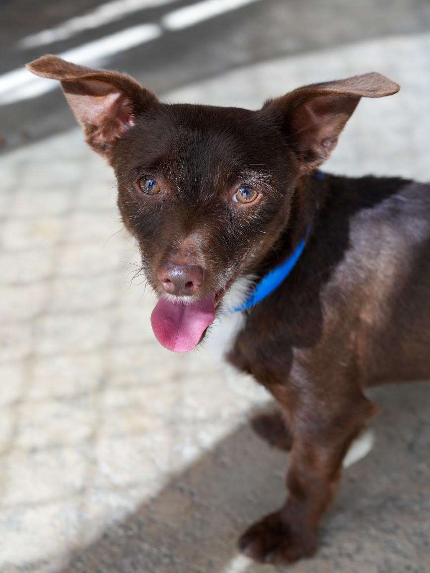 OLIVER, a Adoptable mixed breed in Fresno, CA image 3/6