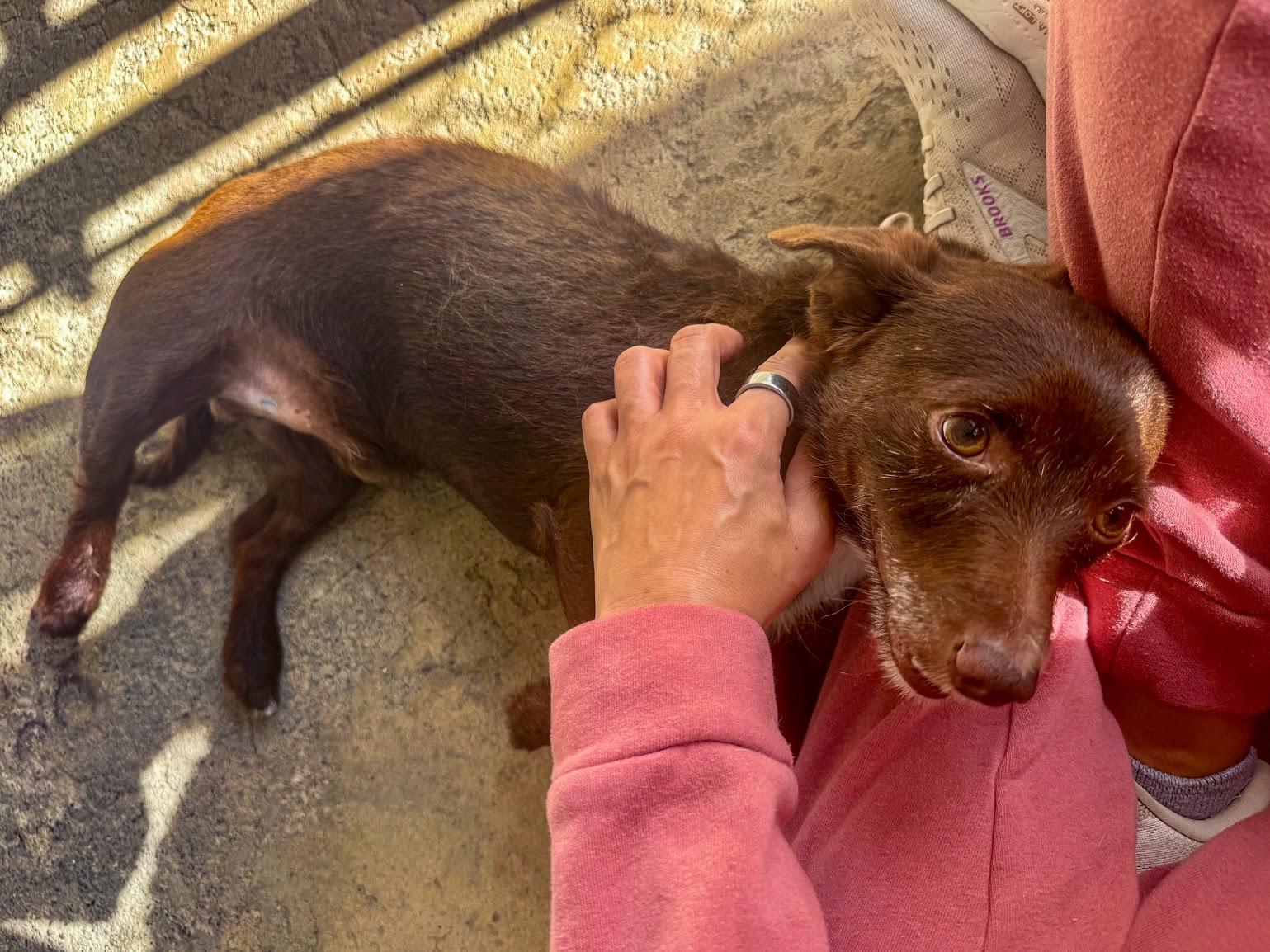 OLIVER, a Adoptable mixed breed in Fresno, CA image 5/6