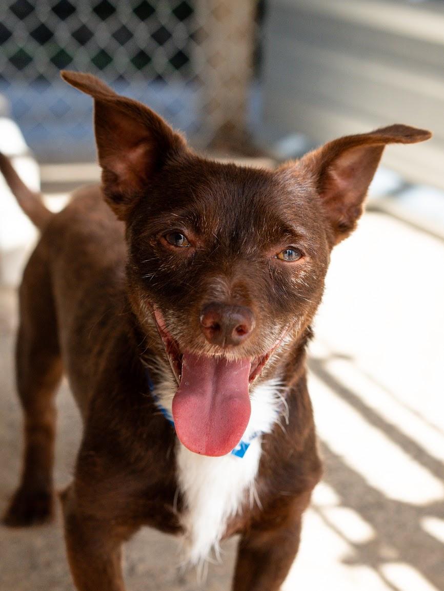OLIVER, a Adoptable mixed breed in Fresno, CA image 2/6