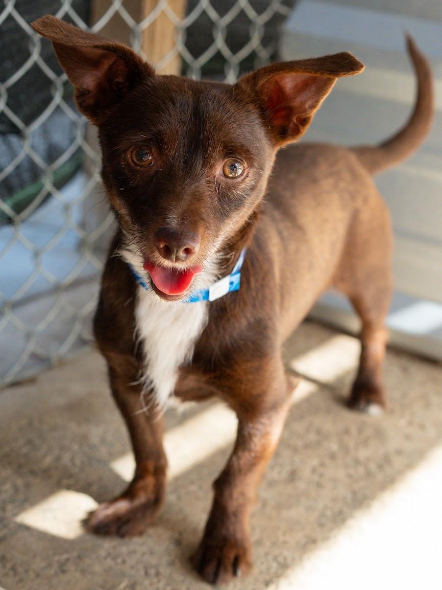 OLIVER, a Adoptable mixed breed in Fresno, CA image 4/6