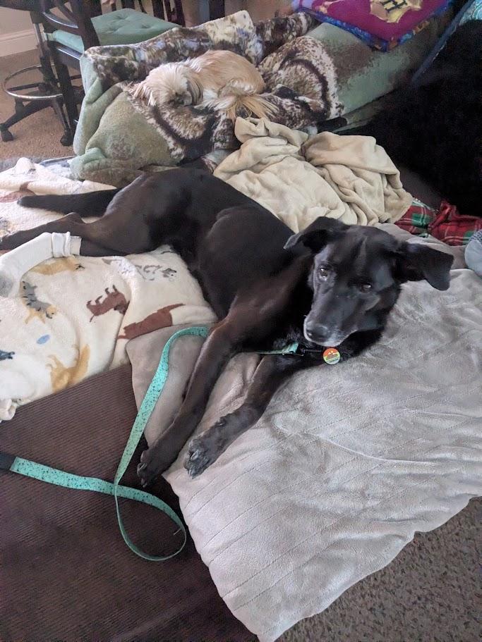 Enlarge Mabel , a ADOPTABLE Black Labrador Retriever in Roy, UT image 4/5