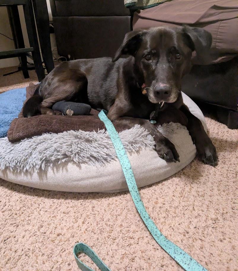 Enlarge Mabel , a ADOPTABLE Black Labrador Retriever in Roy, UT image 2/5