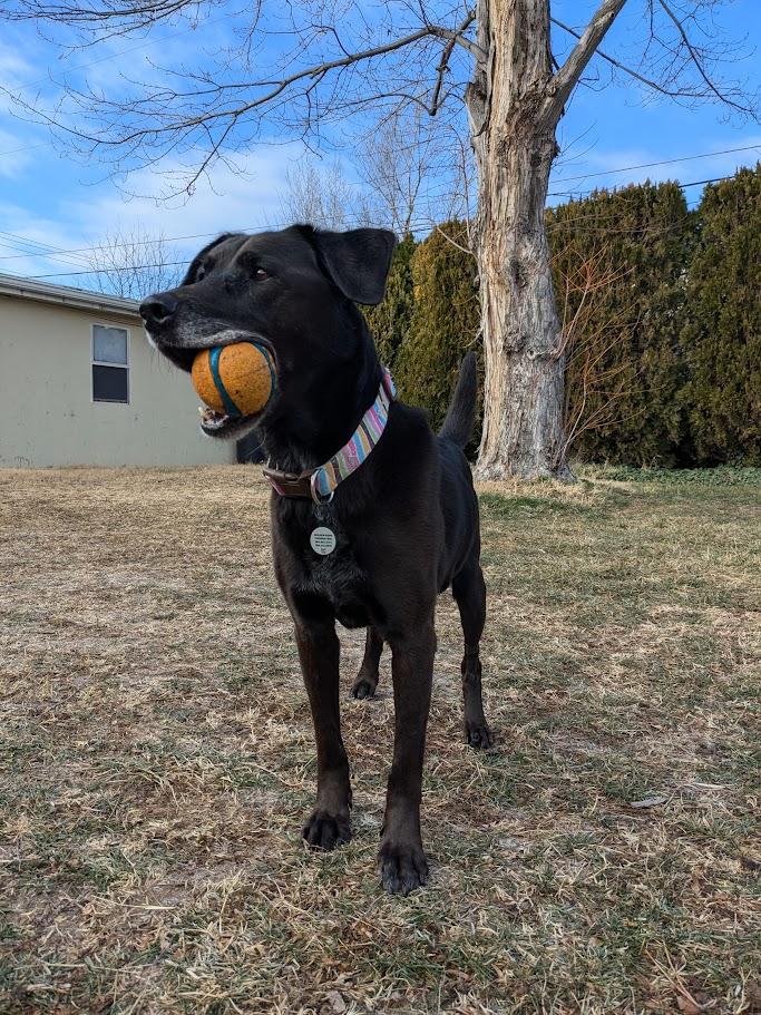 Enlarge Mabel , a ADOPTABLE Black Labrador Retriever in Roy, UT image 1/5
