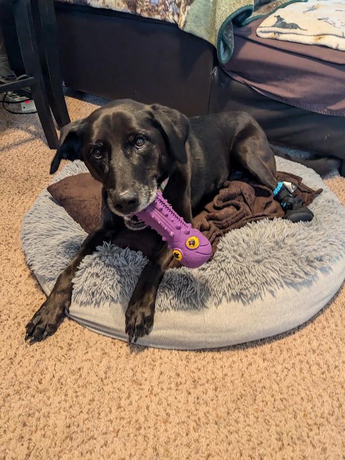 Enlarge Mabel , a ADOPTABLE Black Labrador Retriever in Roy, UT image 5/5