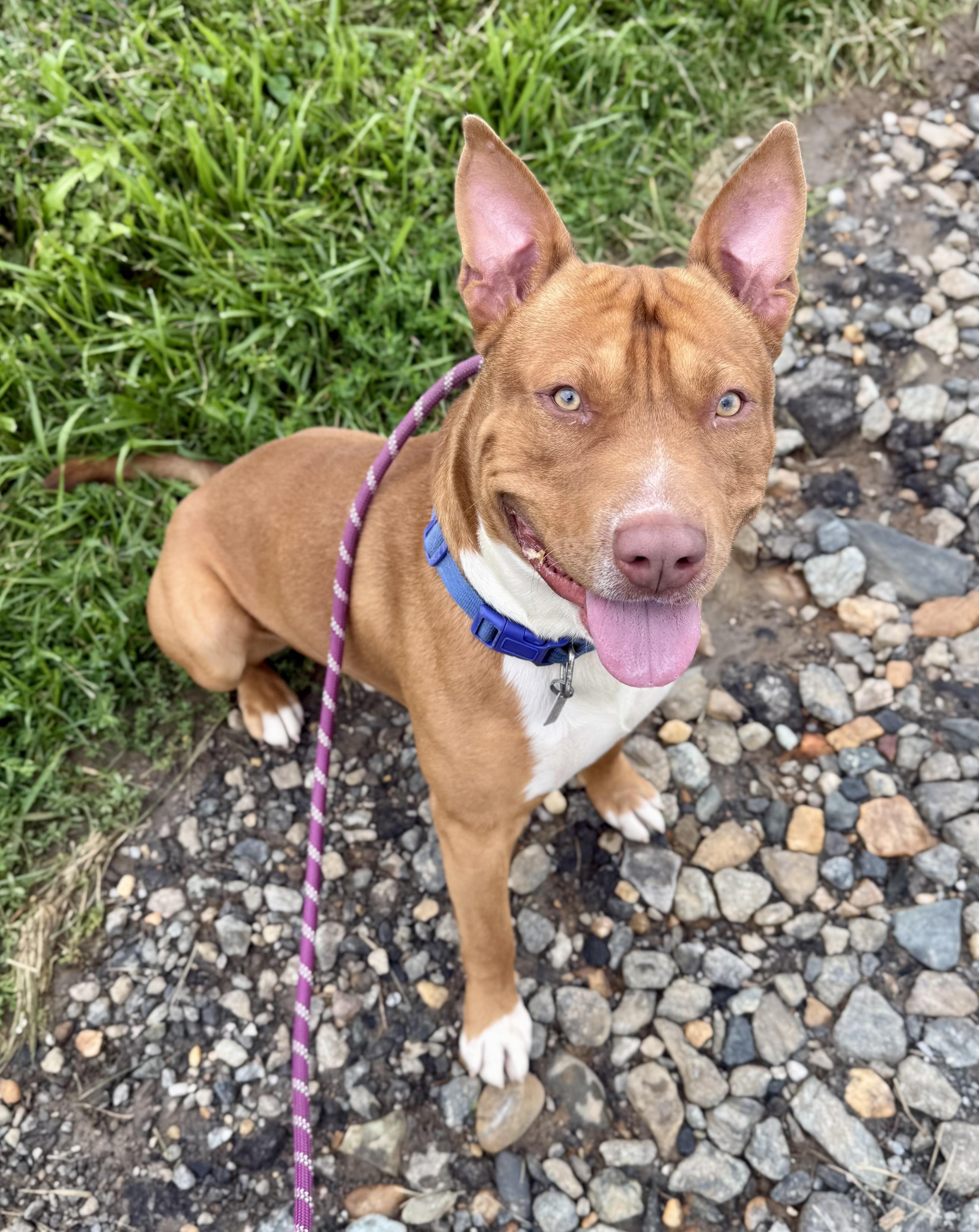 Buddy, ADOPTABLE, Young Male Pit Bull Terrier.