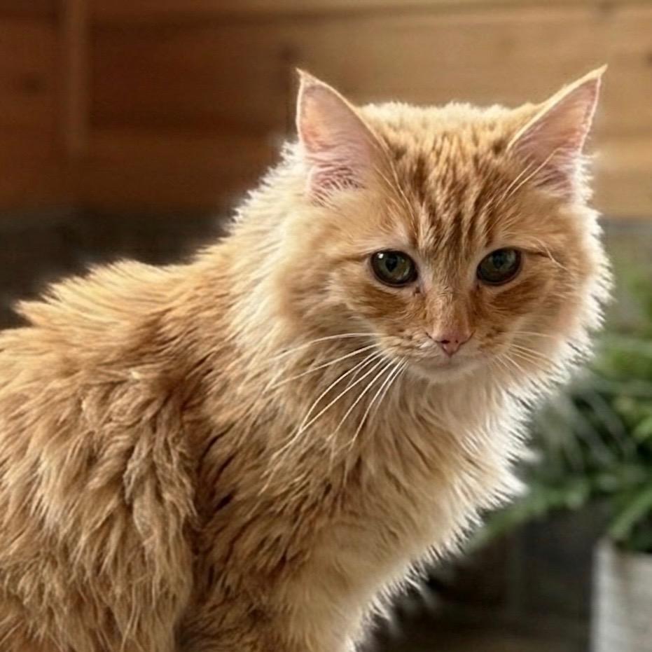 Enlarge Simba, a Adopted mixed breed in Pittsfield, IL image 1/1