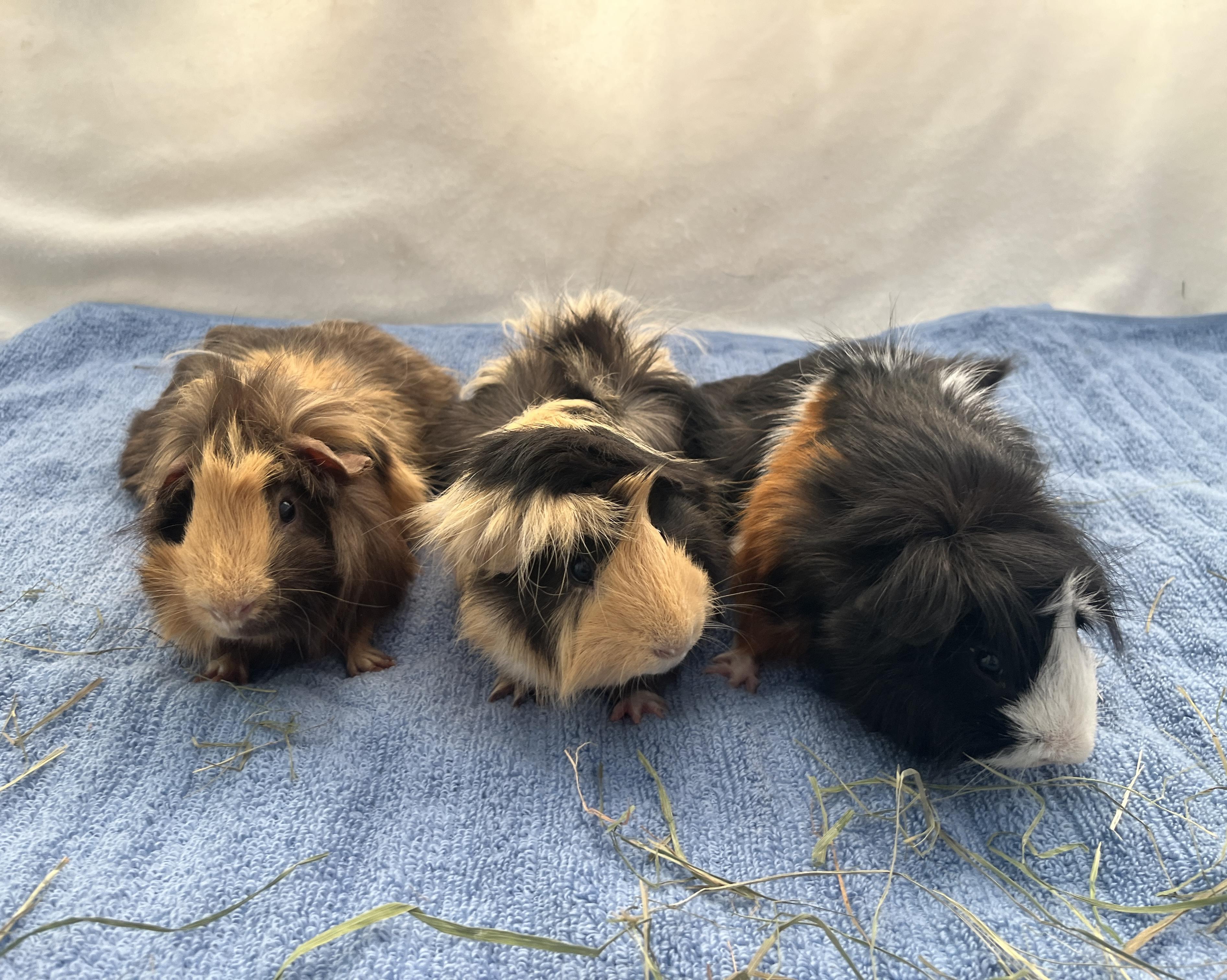 Peanut, Butters & Jelly (bonded trio), ADOPTABLE, Young Male Peruvian & Abyssinian.