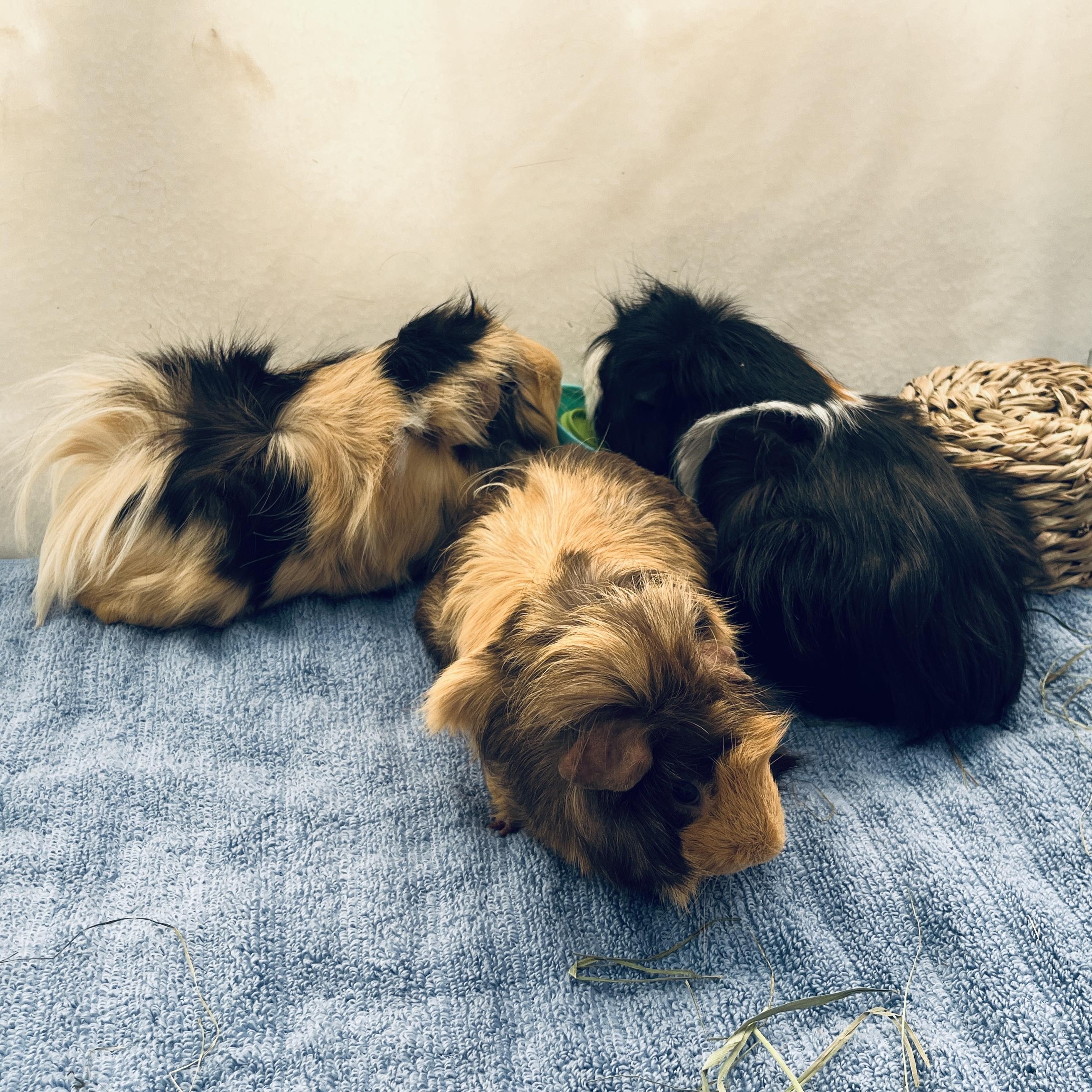 Peanut, Butters & Jelly (bonded trio), a ADOPTABLE mixed breed in Oakland, CA image 6/6