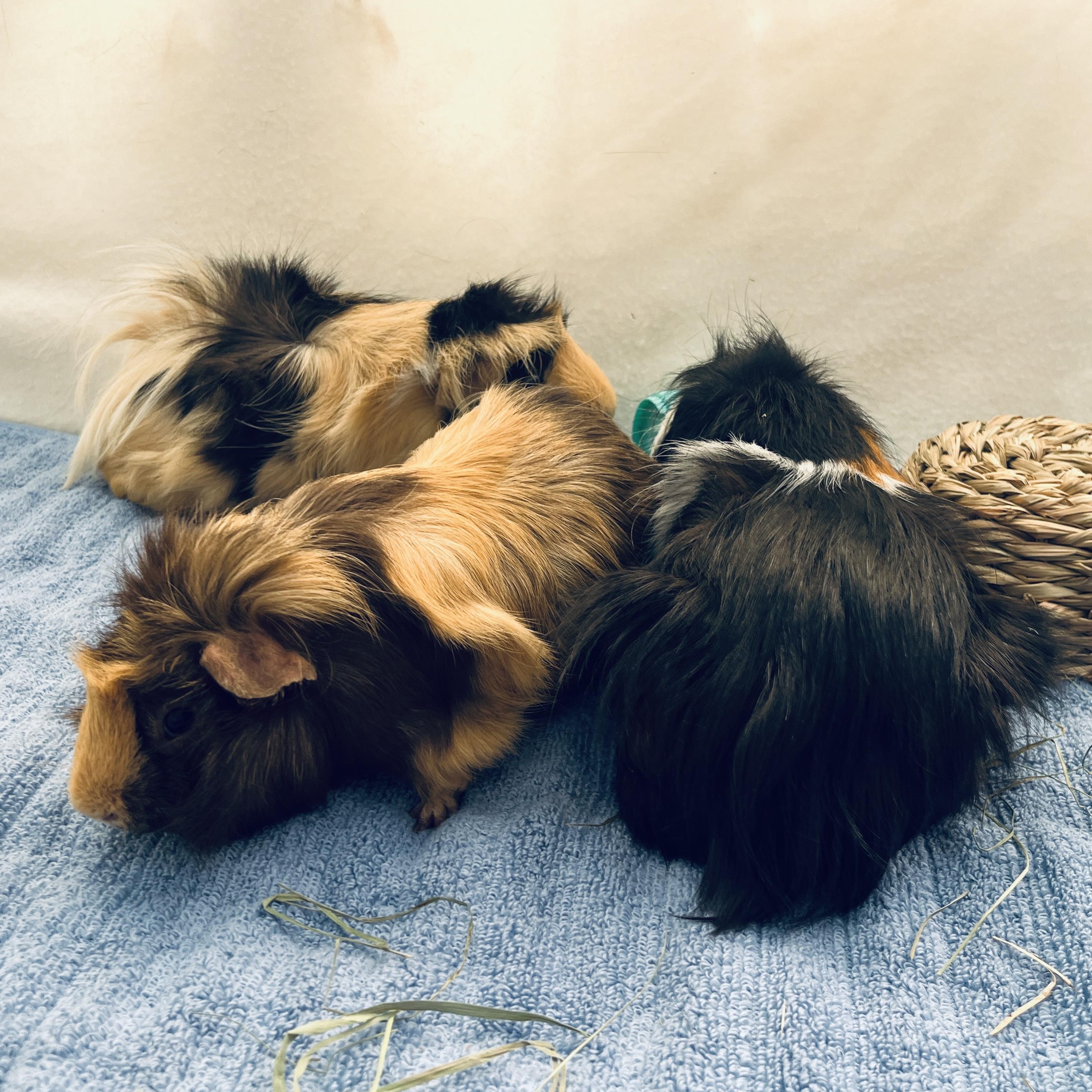 Peanut, Butters & Jelly (bonded trio), a ADOPTABLE mixed breed in Oakland, CA image 5/6