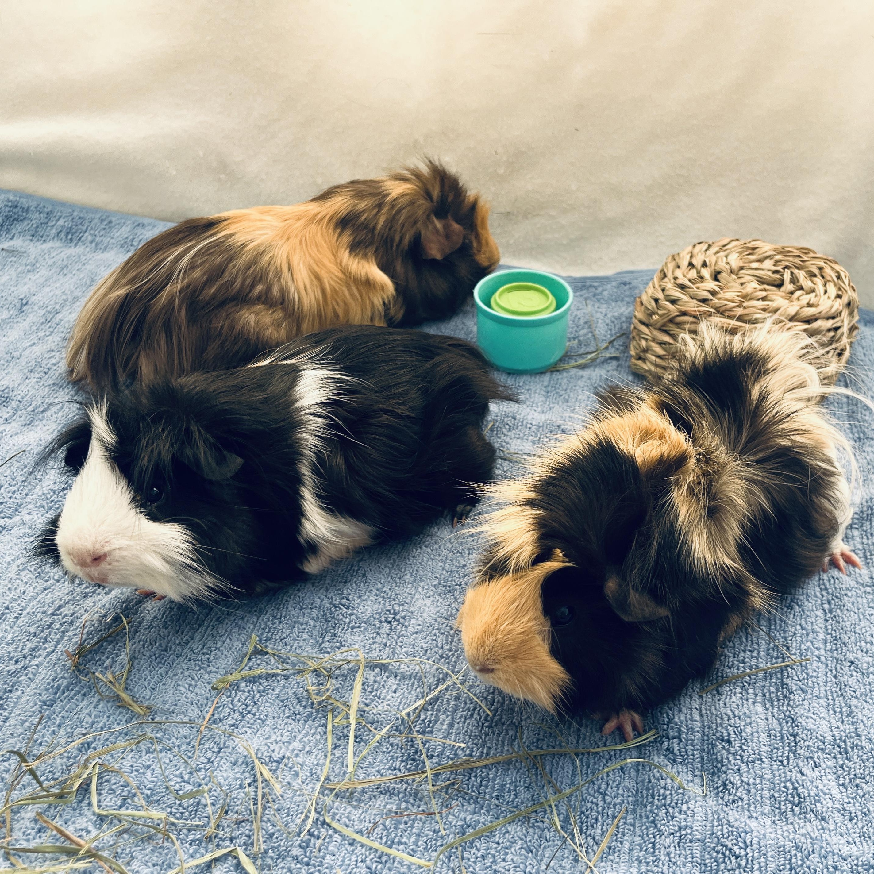 Peanut, Butters & Jelly (bonded trio), a ADOPTABLE mixed breed in Oakland, CA image 2/6