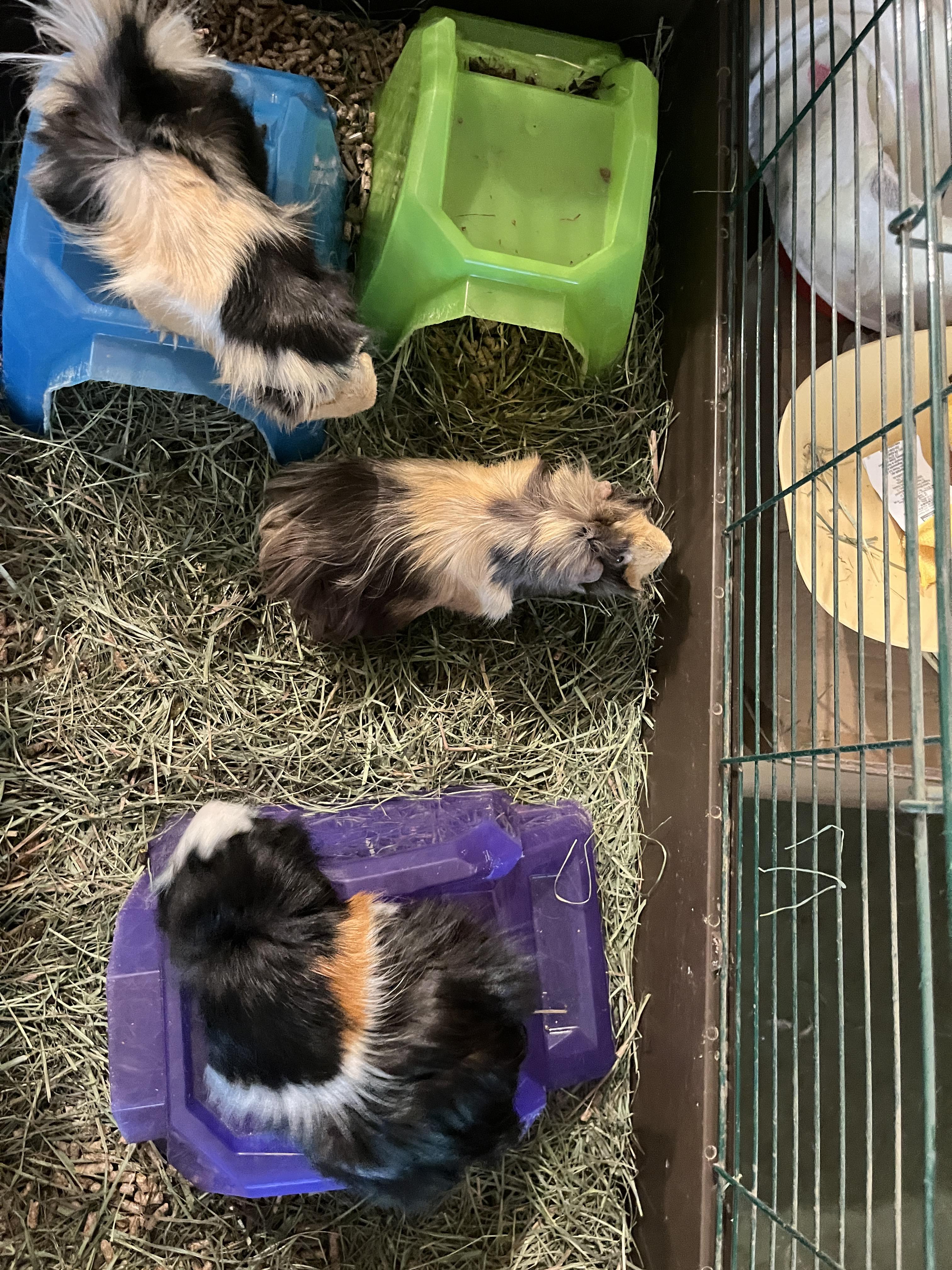 Peanut, Butters & Jelly (bonded trio), a ADOPTABLE mixed breed in Oakland, CA image 3/6
