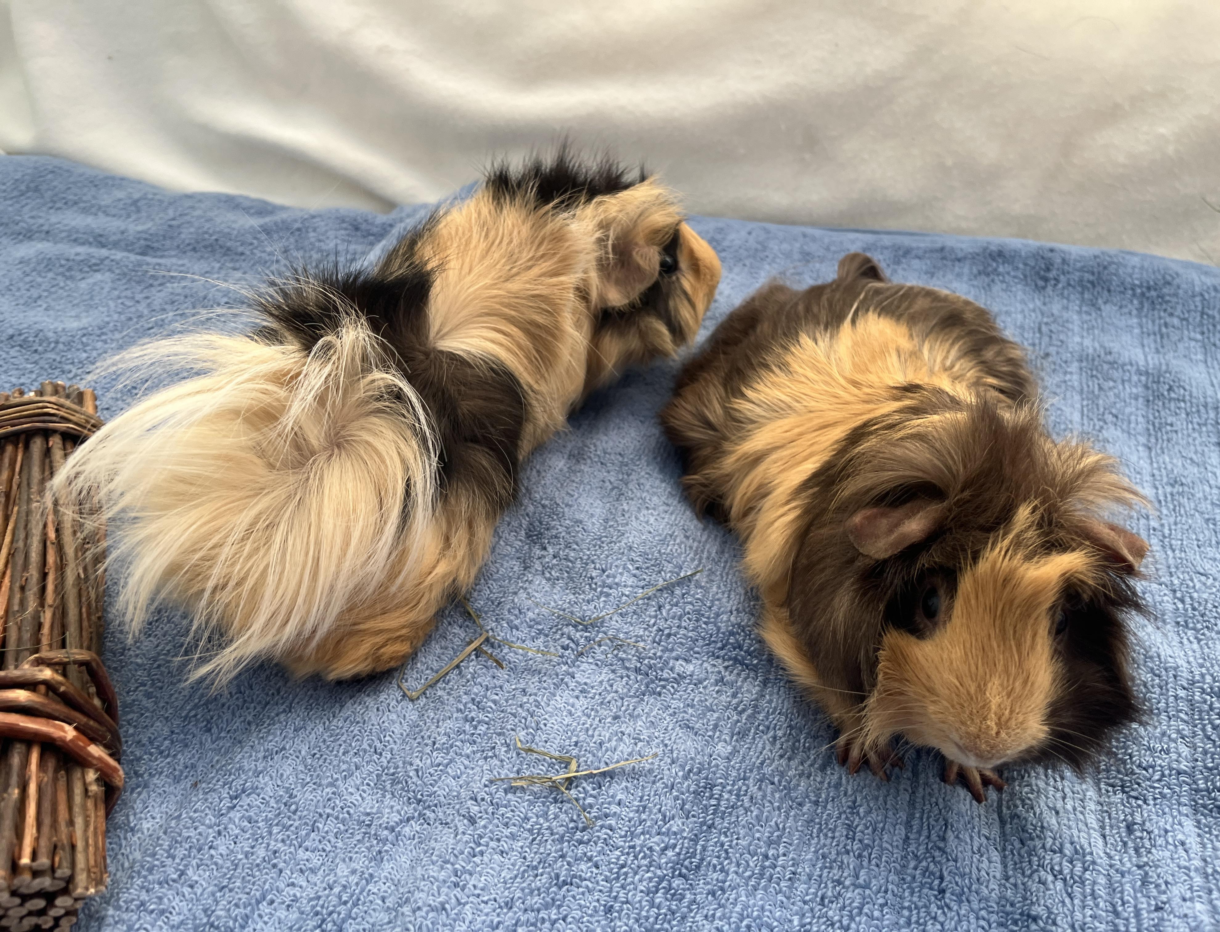 Peanut, Butters & Jelly (bonded trio), a ADOPTABLE mixed breed in Oakland, CA image 4/6