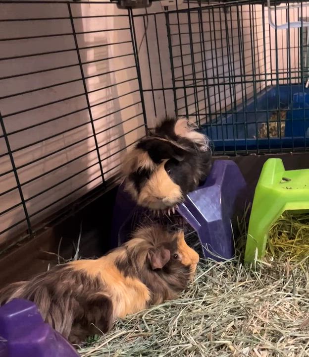 Enlarge Peanut, Butters & Jelly (bonded trio), a ADOPTABLE mixed breed in Oakland, CA video 6/6