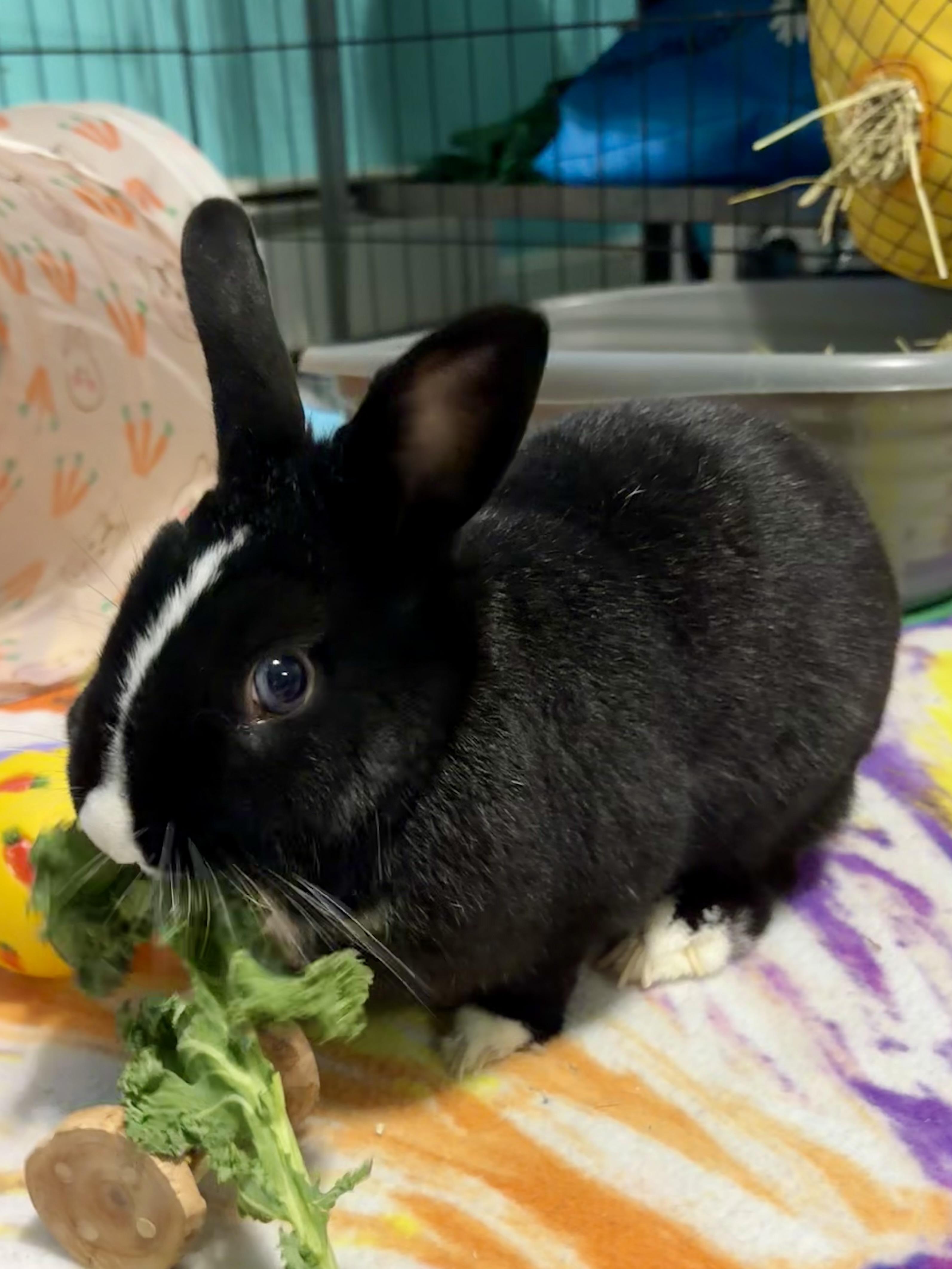 Pepperoni , ADOPTABLE, Adult Male Dutch.