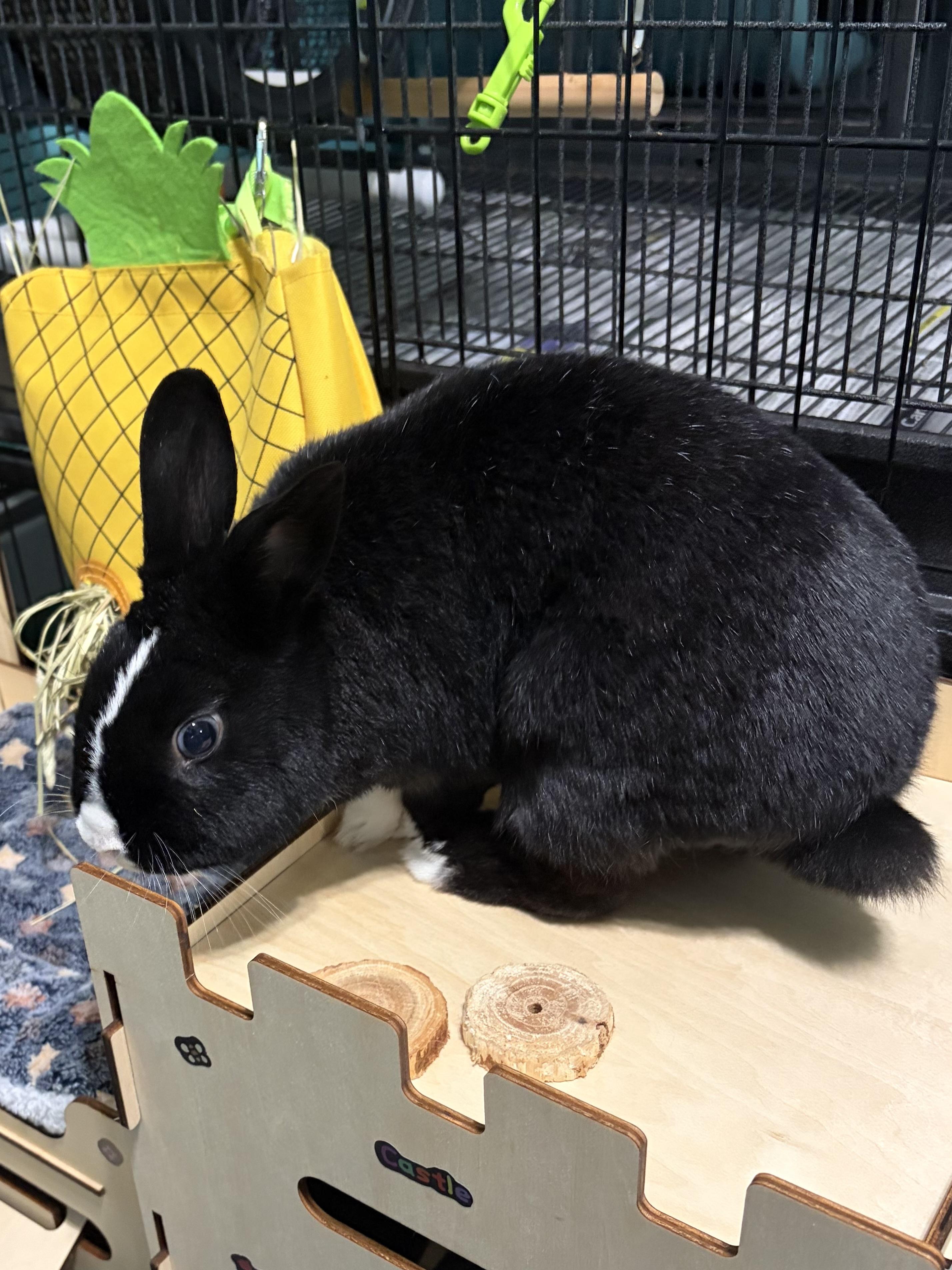 Enlarge Pepperoni , a ADOPTABLE Dutch in Andover, CT image 2/6