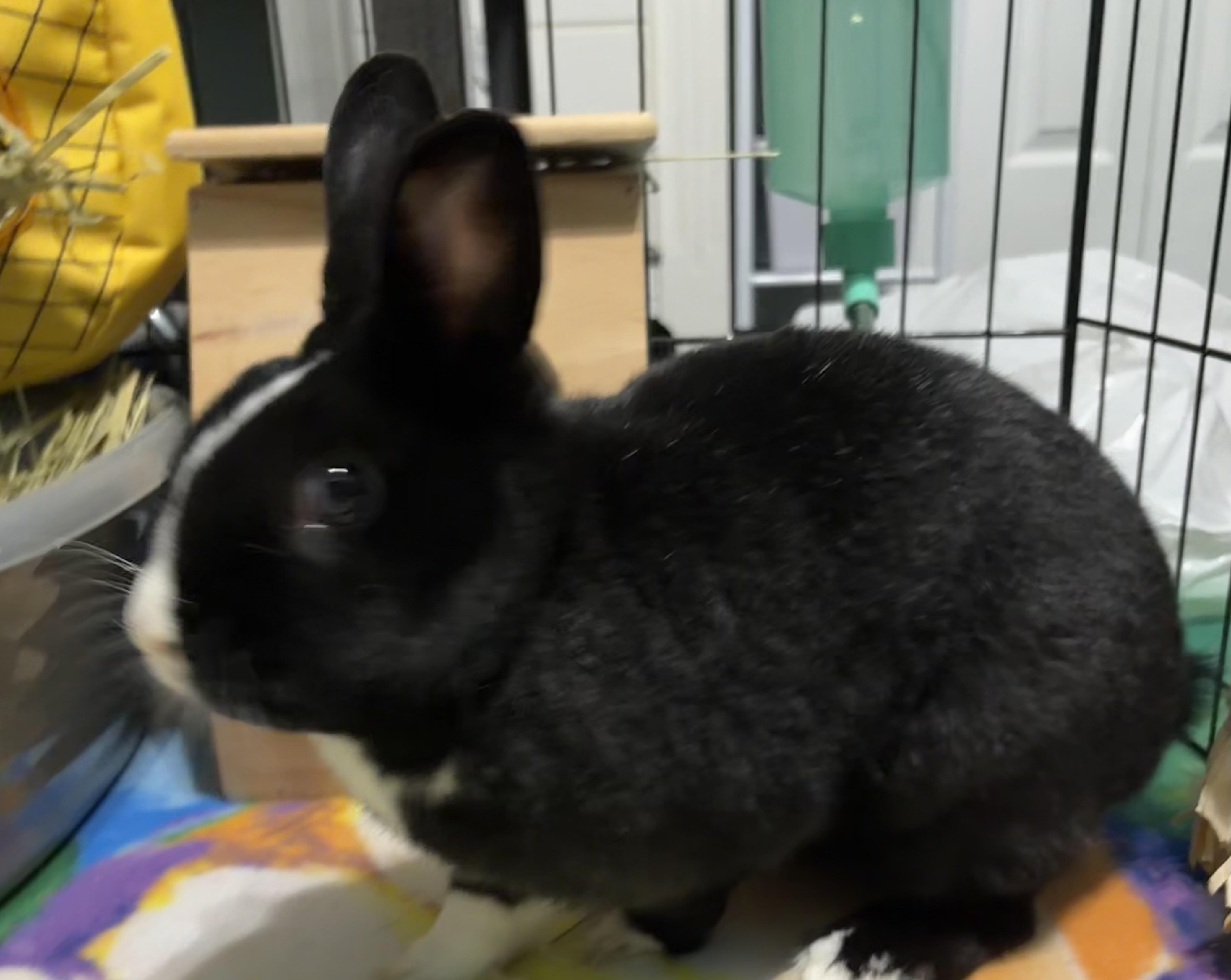 Enlarge Pepperoni , a ADOPTABLE Dutch in Andover, CT image 3/6