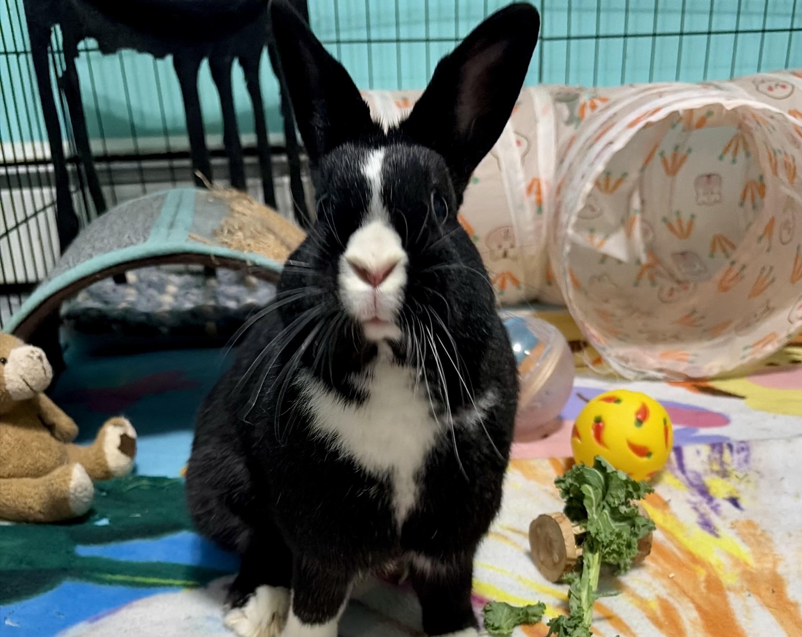 Enlarge Pepperoni , a ADOPTABLE Dutch in Andover, CT image 4/6