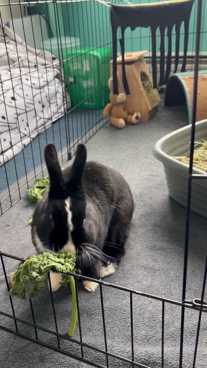 Enlarge Pepperoni , a ADOPTABLE Dutch in Andover, CT video 6/6