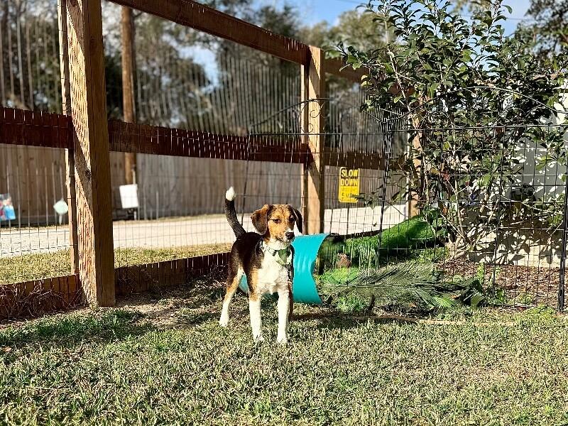 Penny Petite Peanut — thumbnail 3