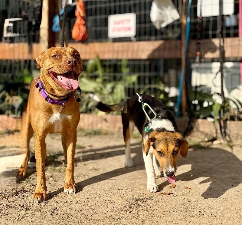 Penny Petite Peanut — thumbnail 5