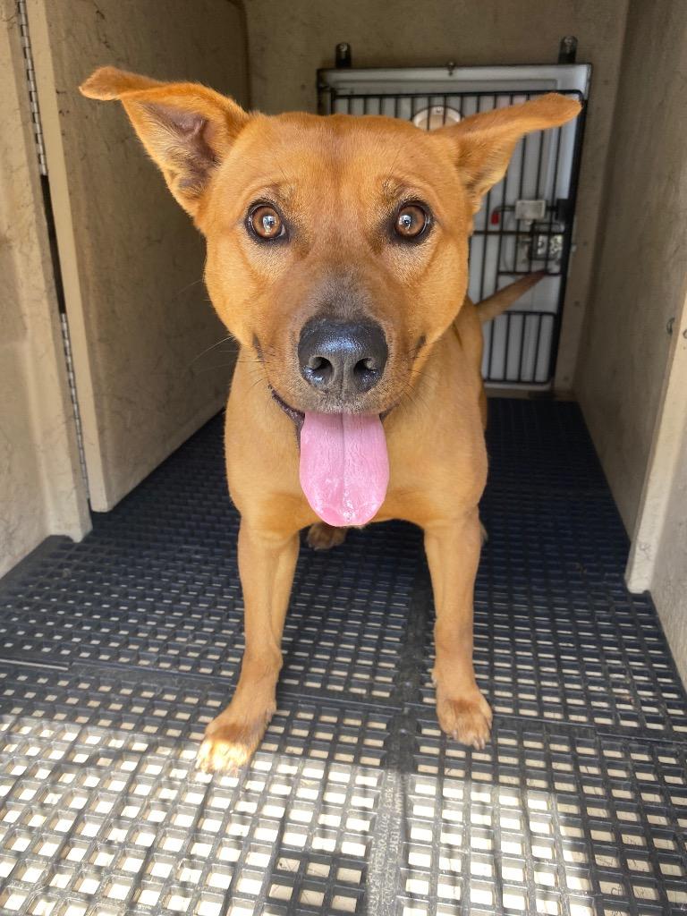 Harvey, Adoptable, Young Male Mixed Breed.