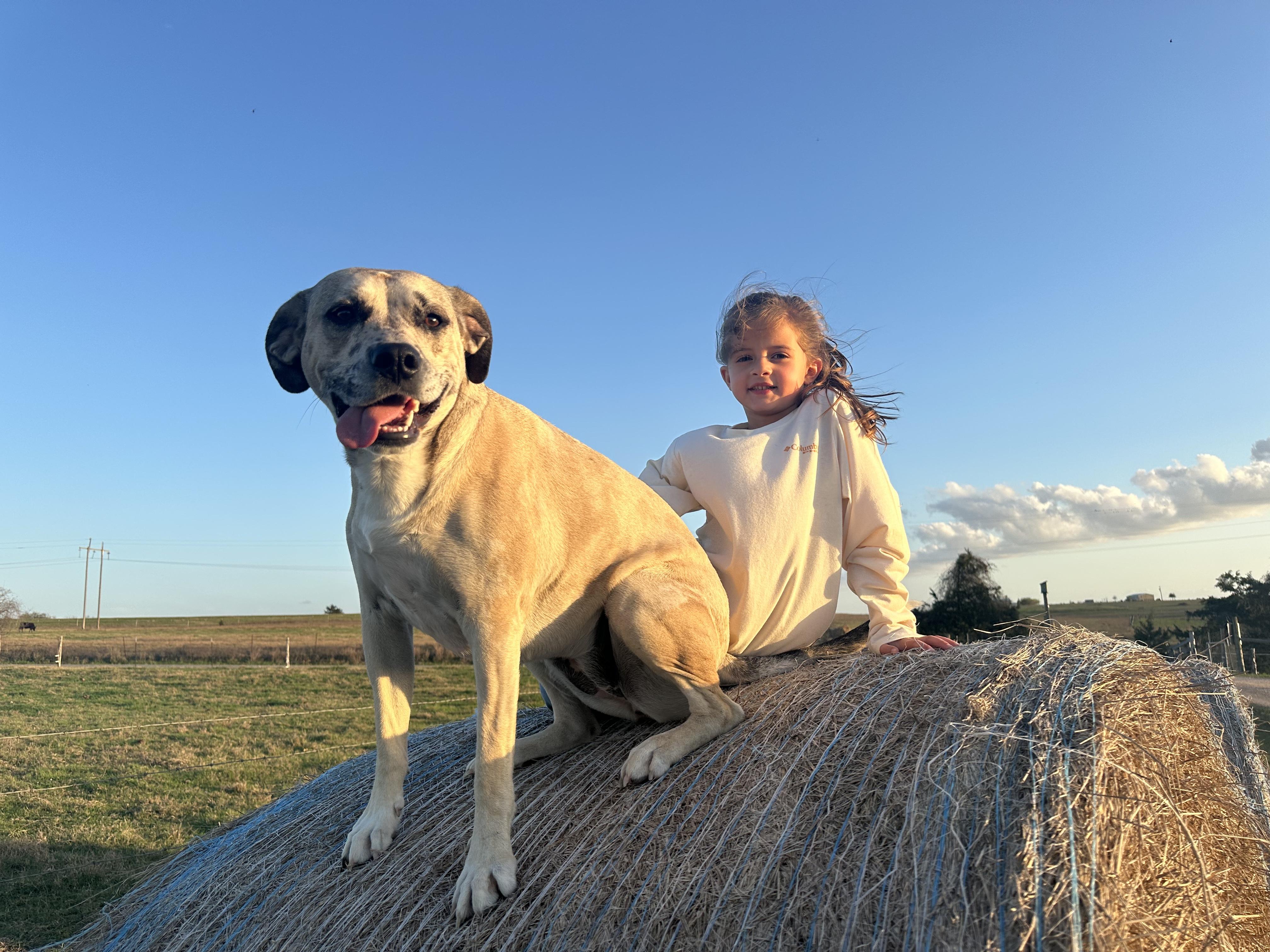 Enlarge Aspen, a Adoptable mixed breed in West Islip, NY image 4/5