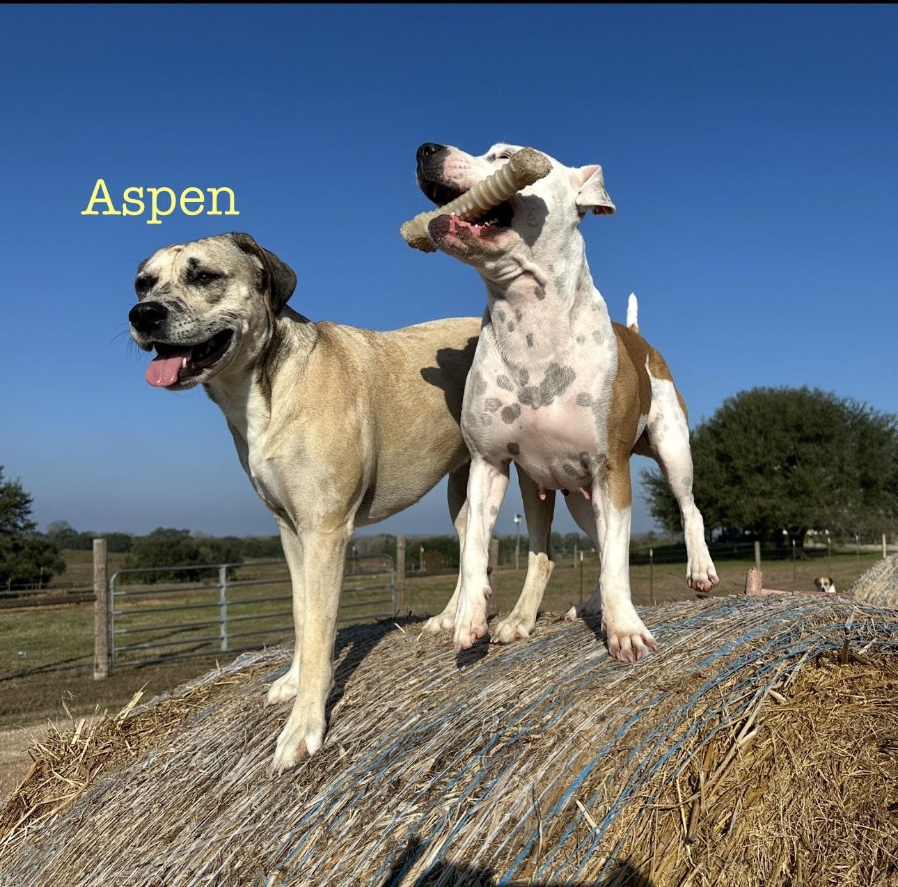 Aspen, Adoptable, Young Female Catahoula Leopard Dog & Labrador Retriever.