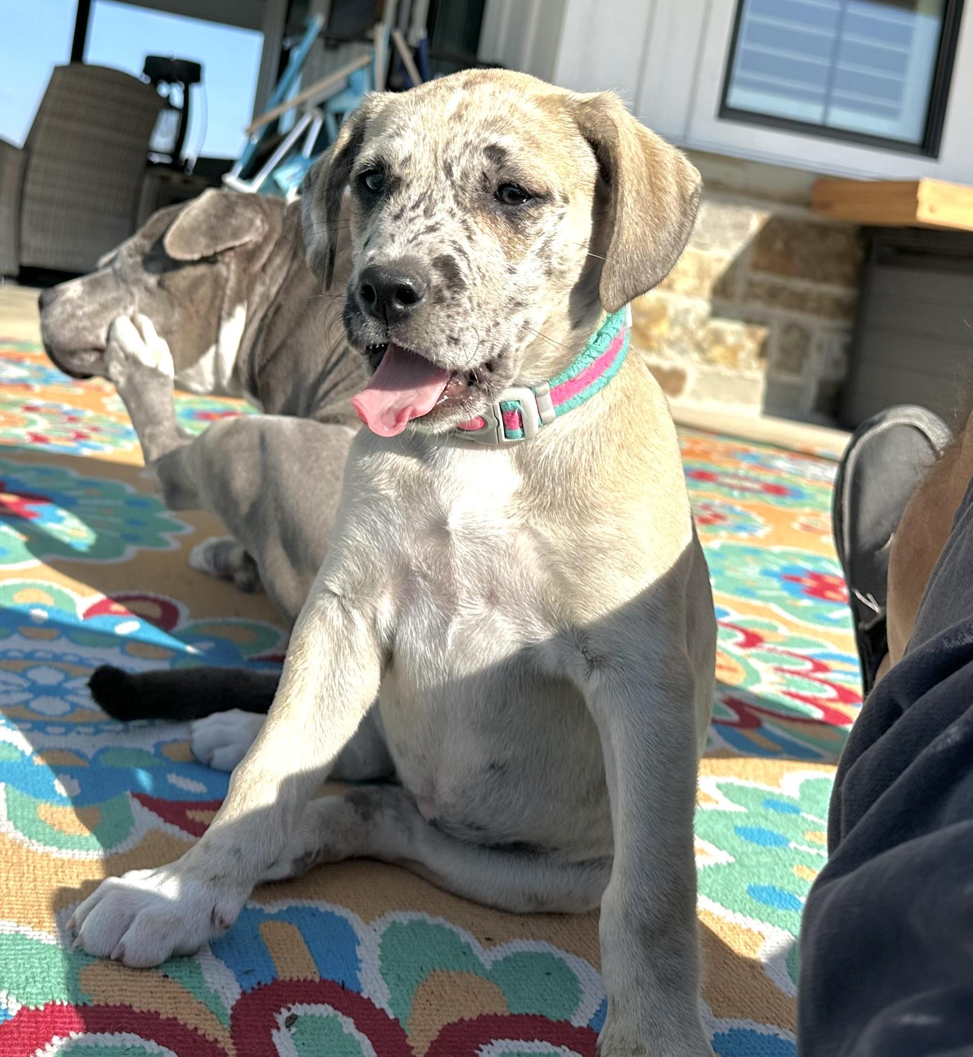 Enlarge Aspen, a Adoptable mixed breed in West Islip, NY image 2/4