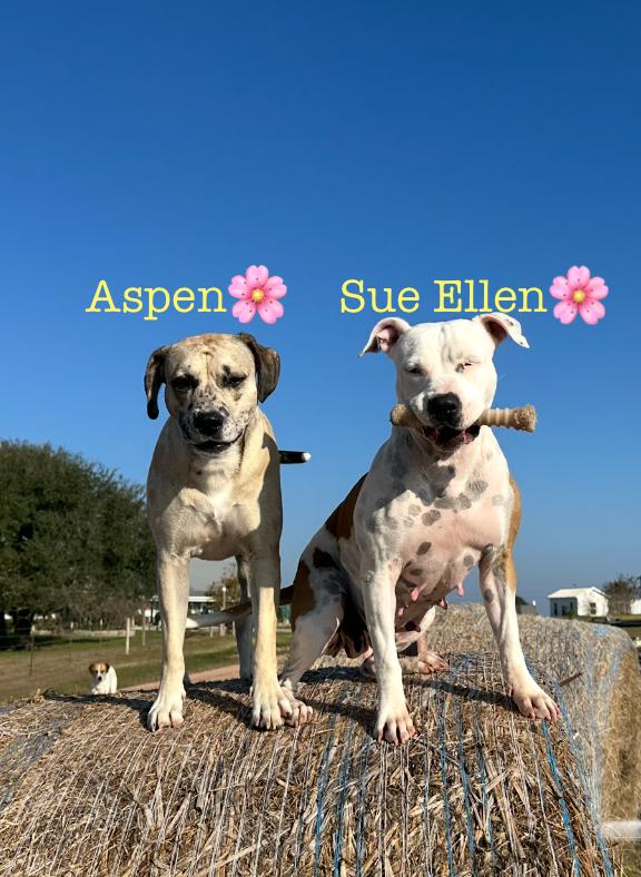 Enlarge Aspen, a Adoptable mixed breed in West Islip, NY image 3/4