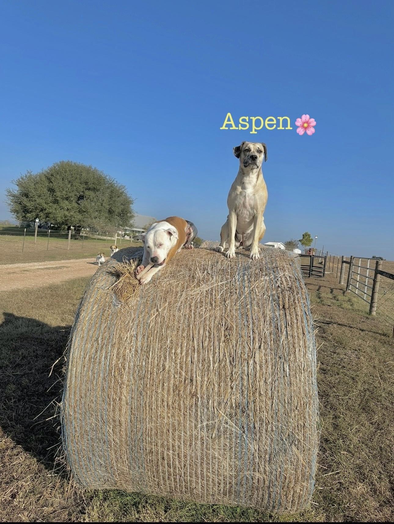 Enlarge Aspen, a Adoptable mixed breed in West Islip, NY image 4/4