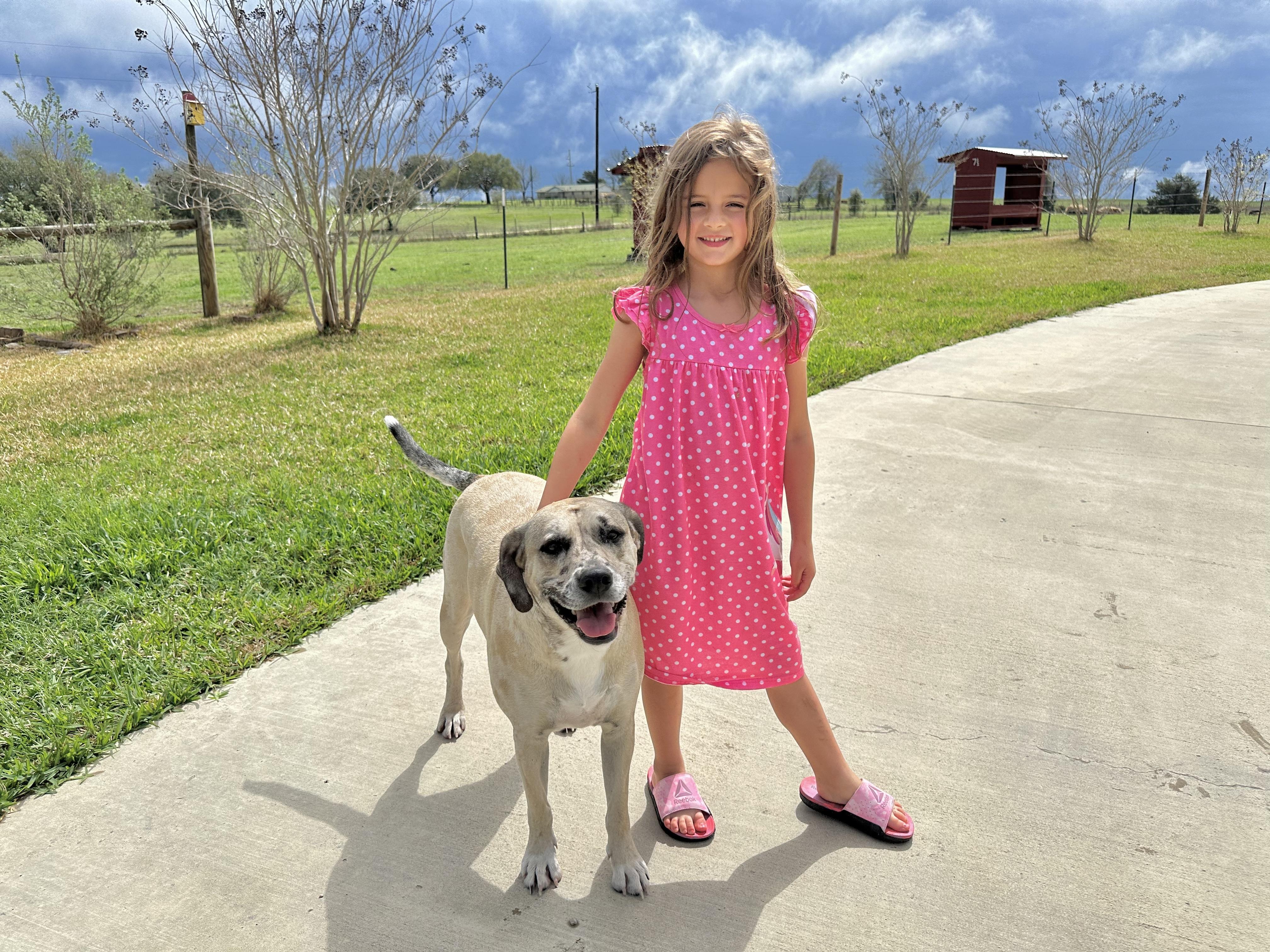 Enlarge Aspen, a Adoptable mixed breed in West Islip, NY image 5/5