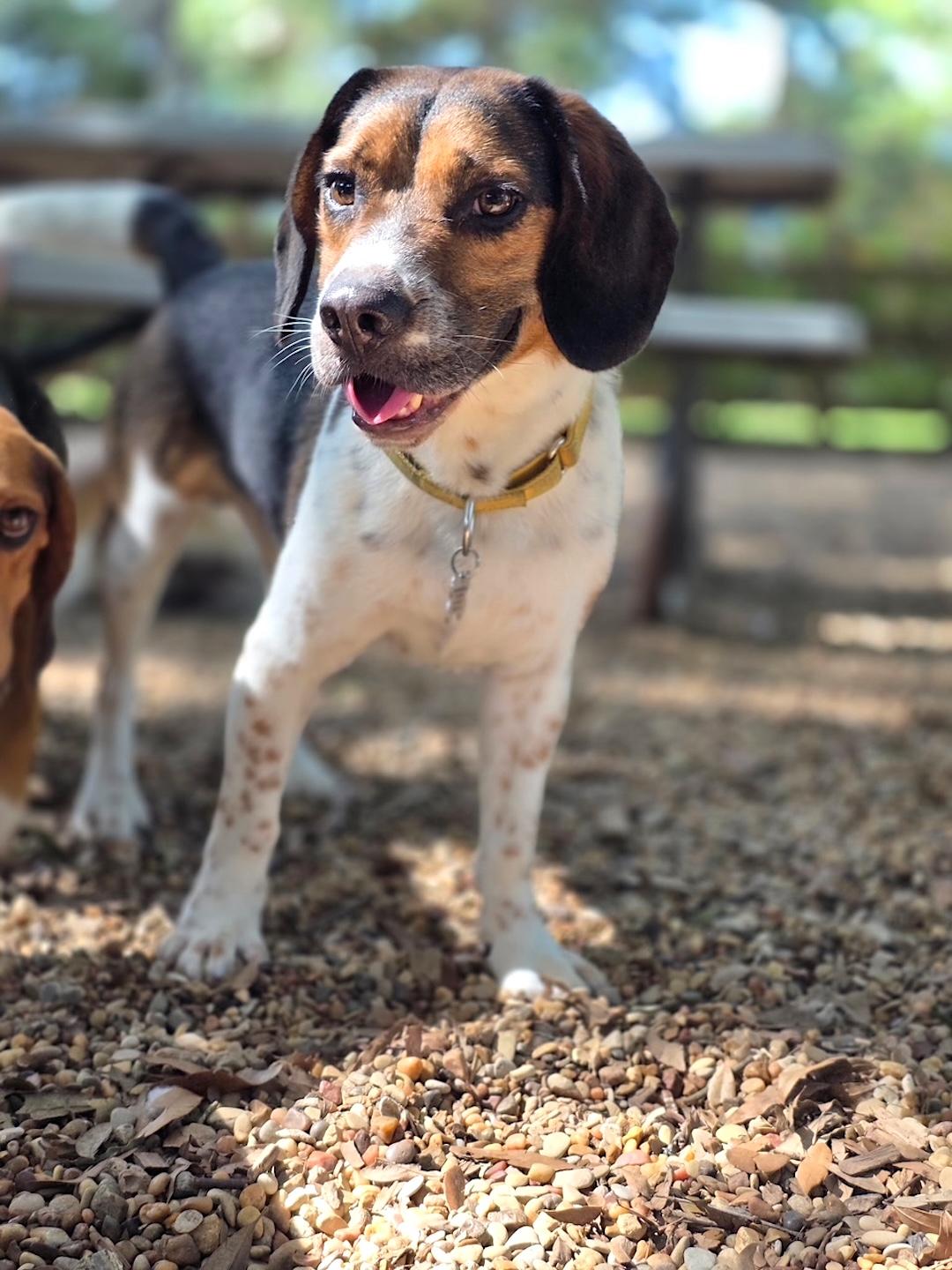 Hinks, ADOPTABLE, Adult Male Beagle.