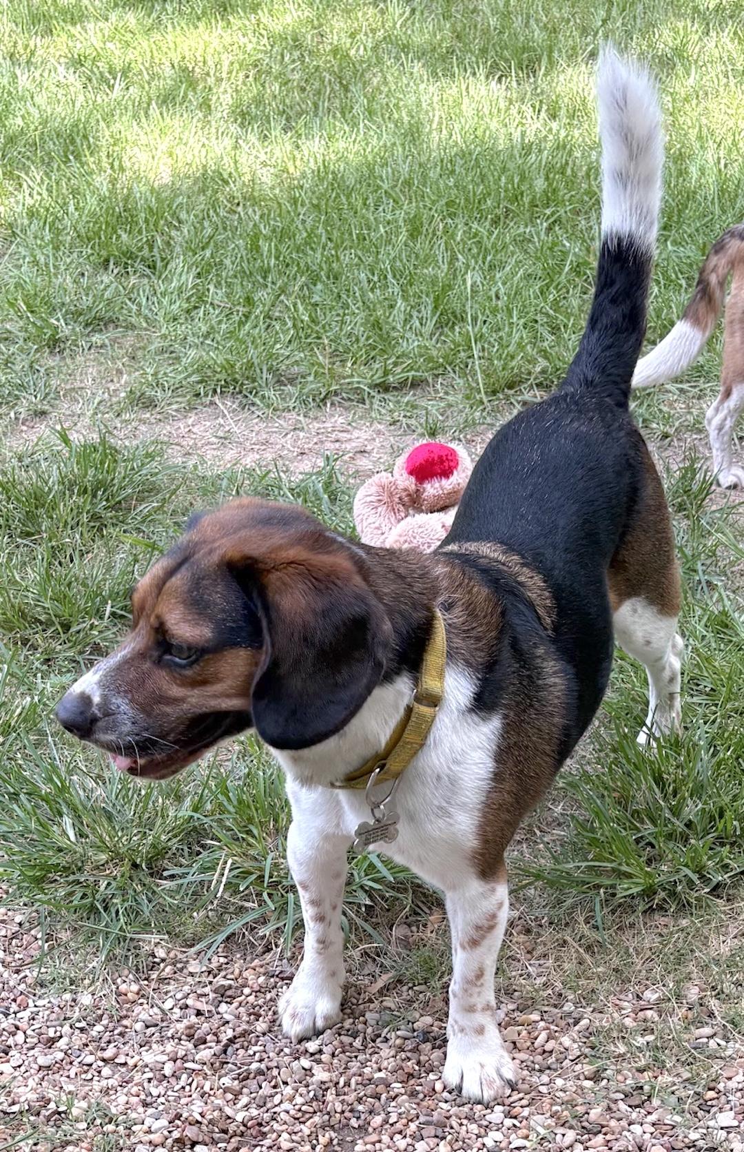 Hinks, a ADOPTABLE Beagle in Tomball, TX image 6/6