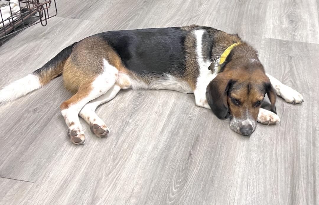 Hinks, a ADOPTABLE Beagle in Tomball, TX image 4/6