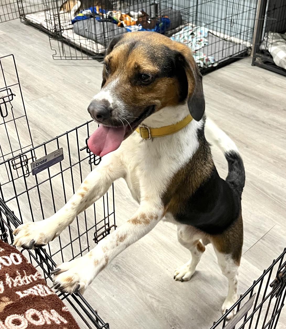 Hinks, a ADOPTABLE Beagle in Tomball, TX image 2/6